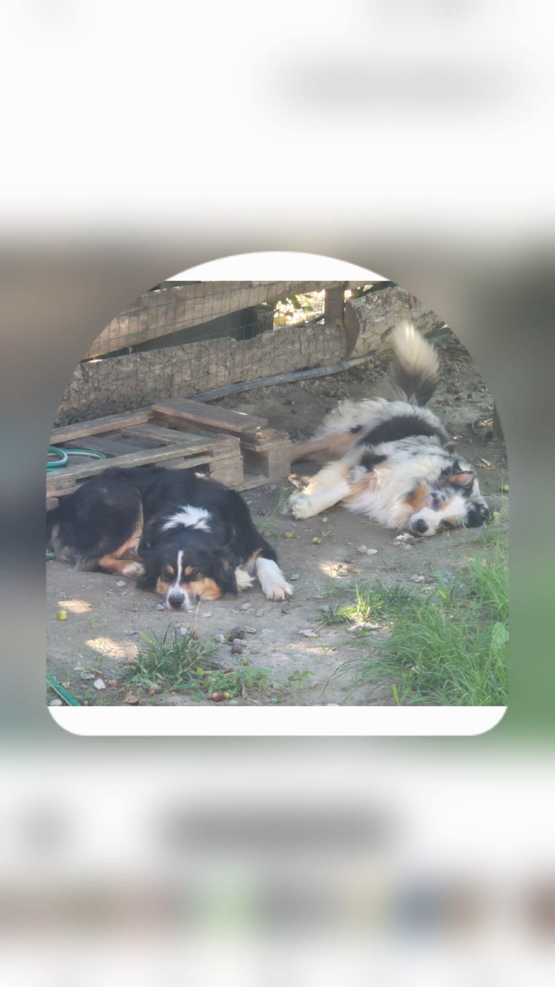 AIUTACI AD ACQUISTARE I CANI DI PET THERAPY , AVVELENATI campaign photo, 5 of 6