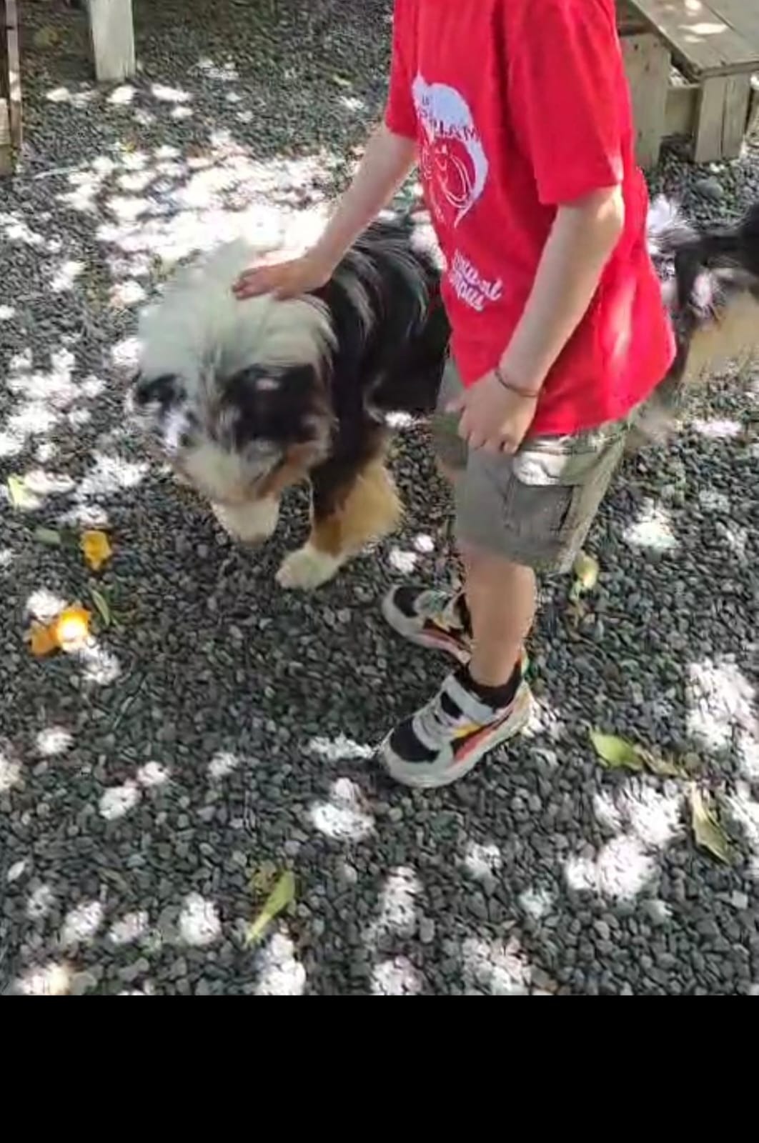 AIUTACI AD ACQUISTARE I CANI DI PET THERAPY , AVVELENATI campaign photo, 2 of 6