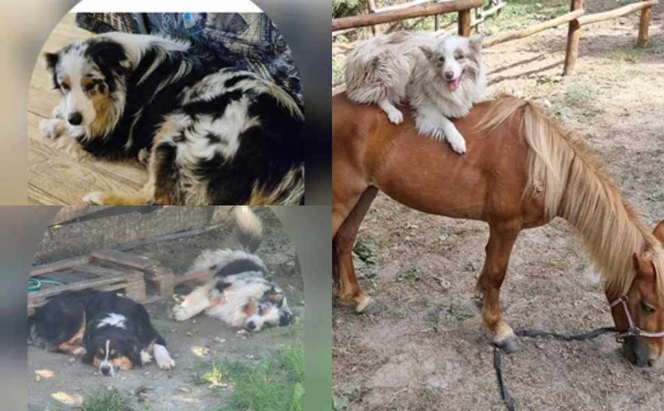 AIUTACI AD ACQUISTARE I CANI DI PET THERAPY , AVVELENATI campaign photo, 4 of 6