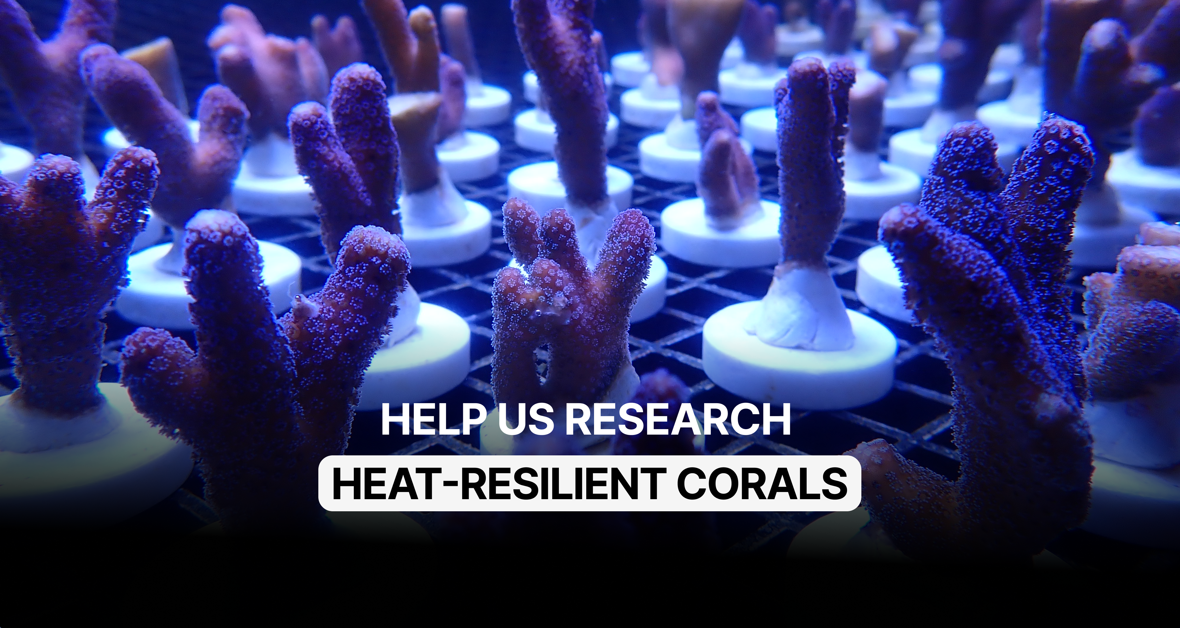Help us save the Coral Reef! campaign photo, 4 of 5