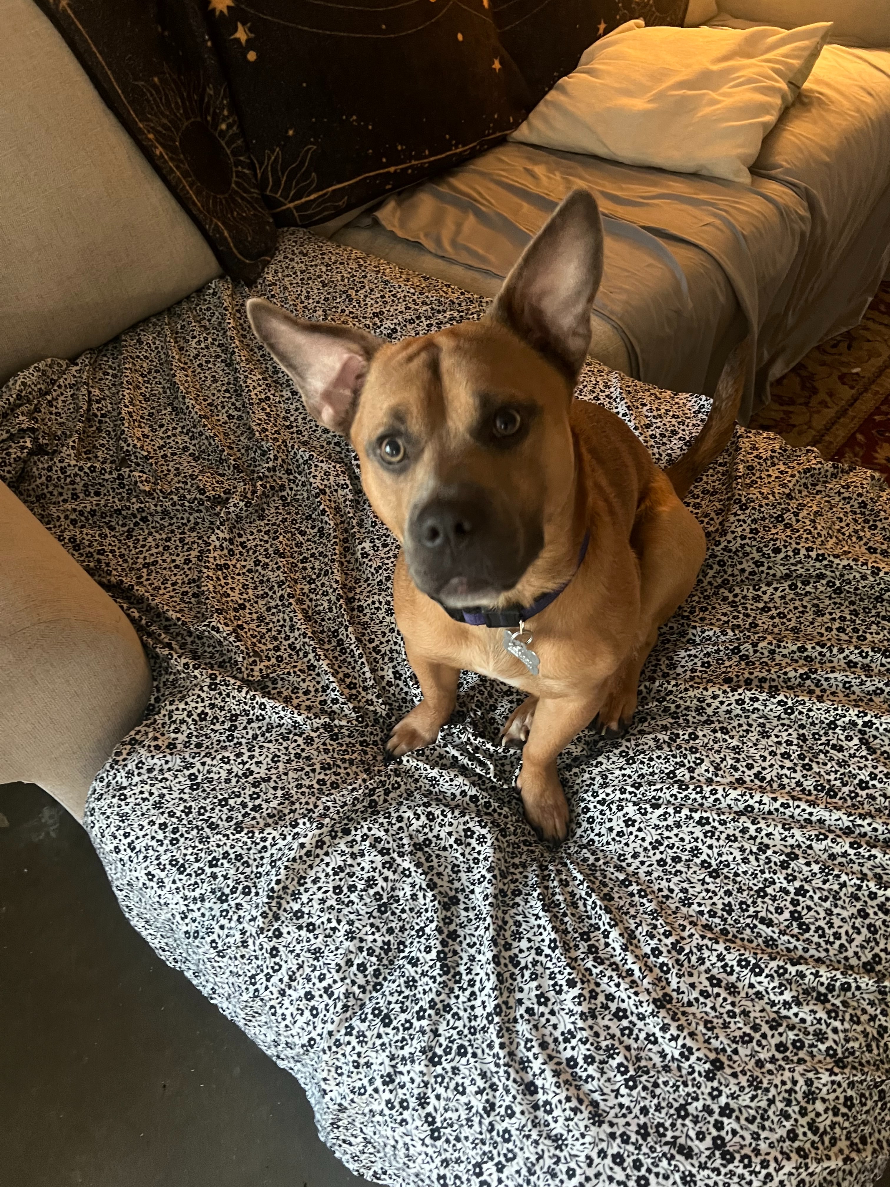 Help Otis Recover from Emergency Surgery campaign photo, 5 of 6