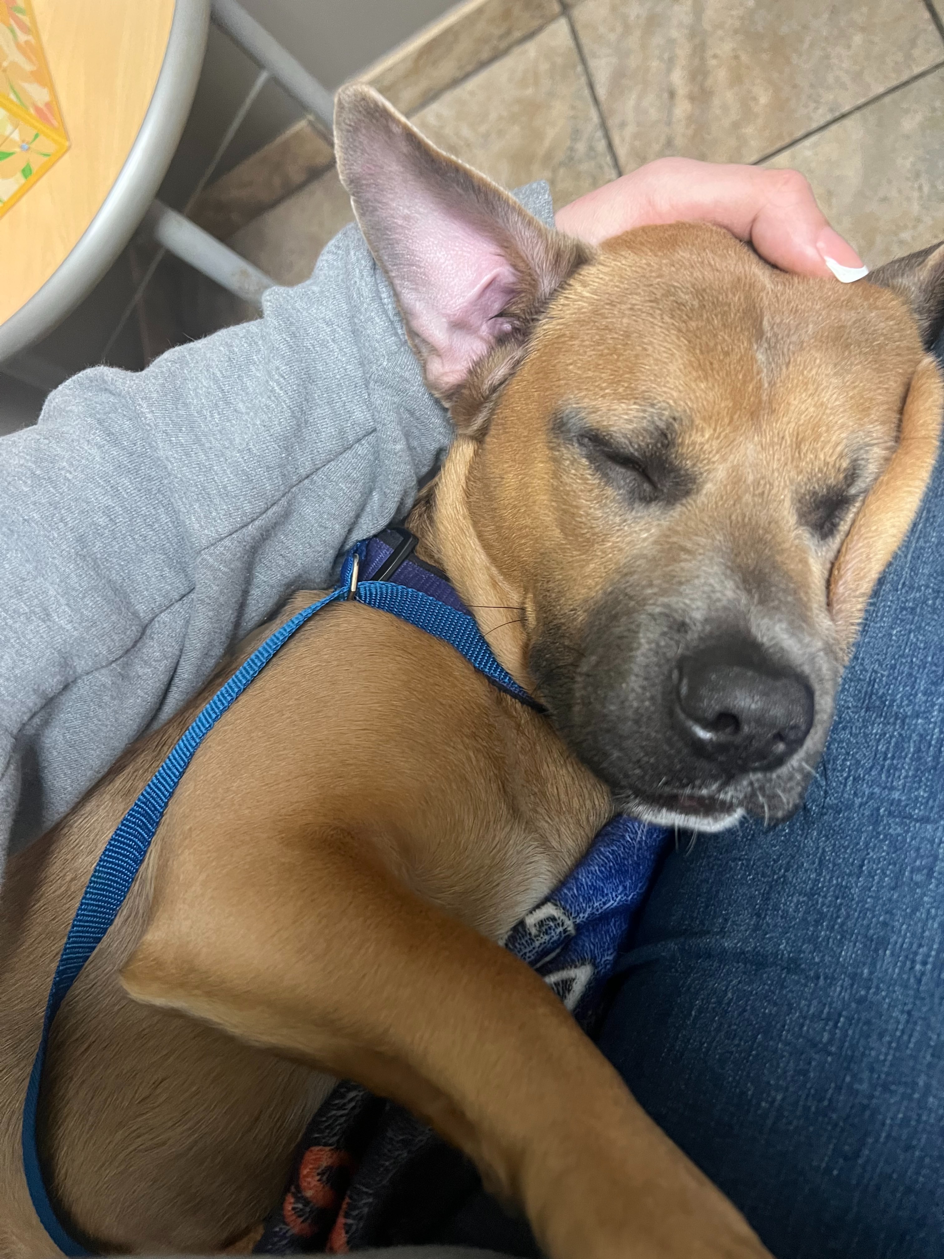 Help Otis Recover from Emergency Surgery campaign photo, 2 of 6