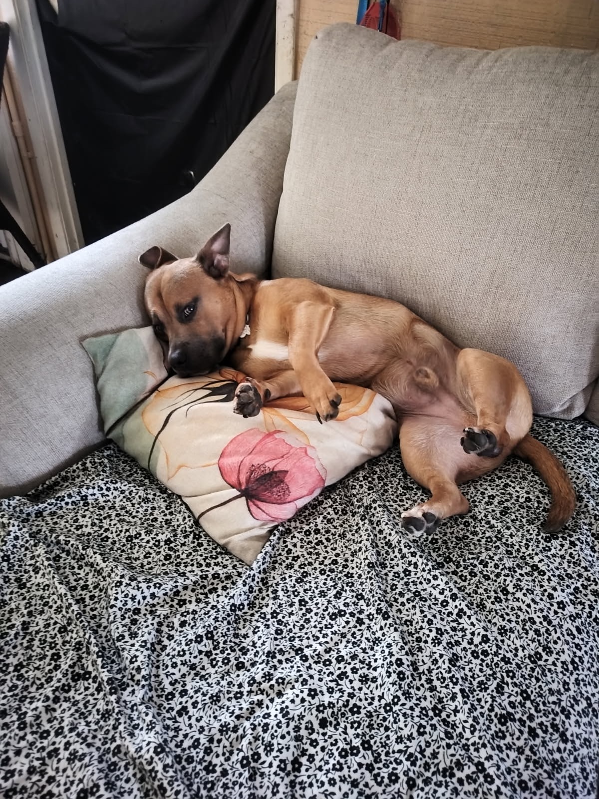 Help Otis Recover from Emergency Surgery campaign photo, 4 of 6