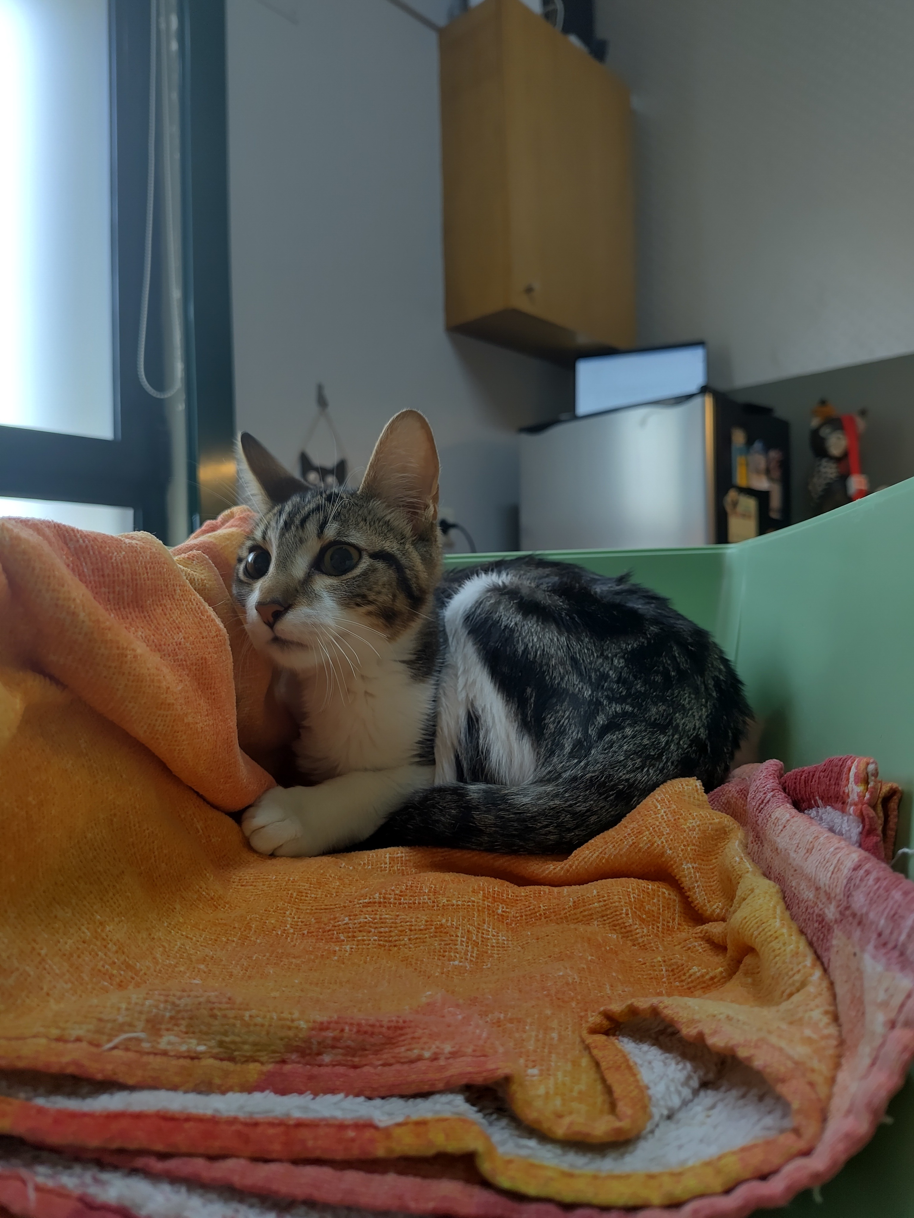 User-uploaded image 1