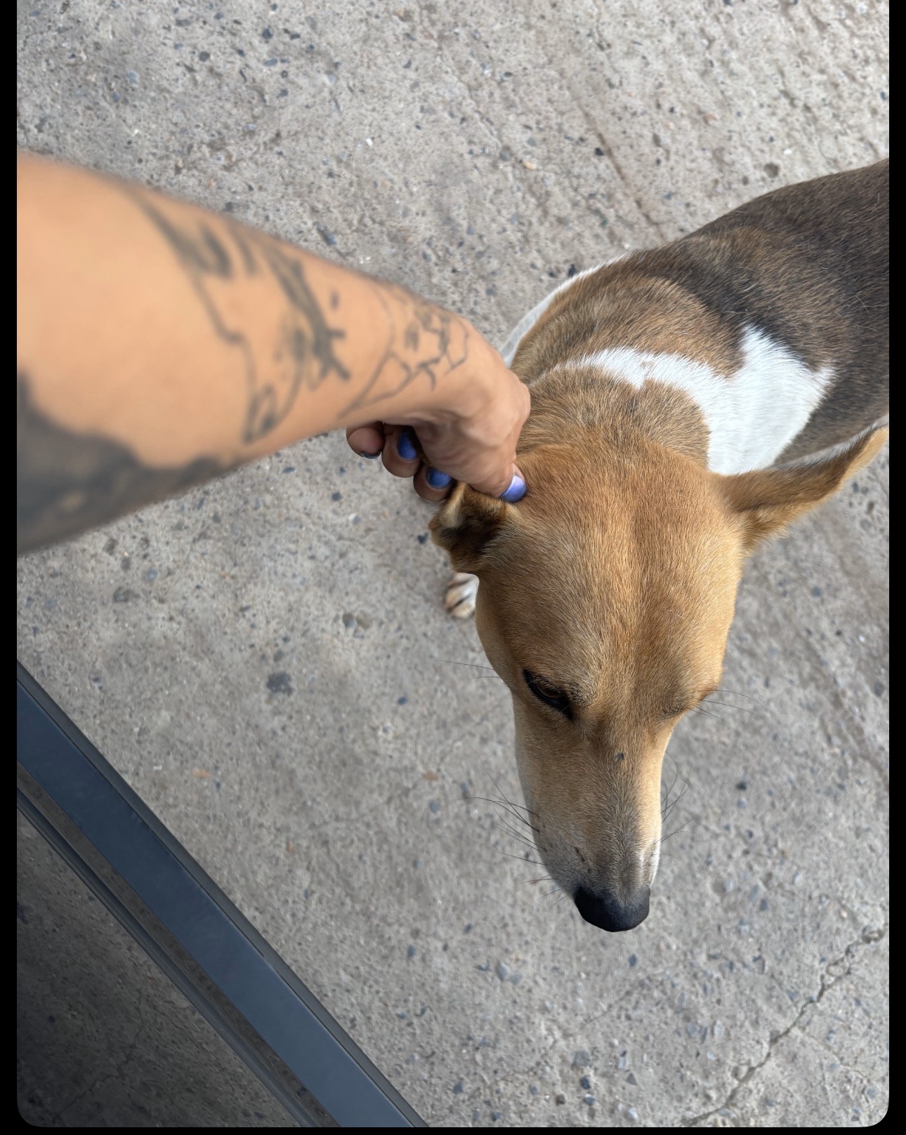 Aider les animaux, un petit geste qui change une vie campaign photo, 2 of 8