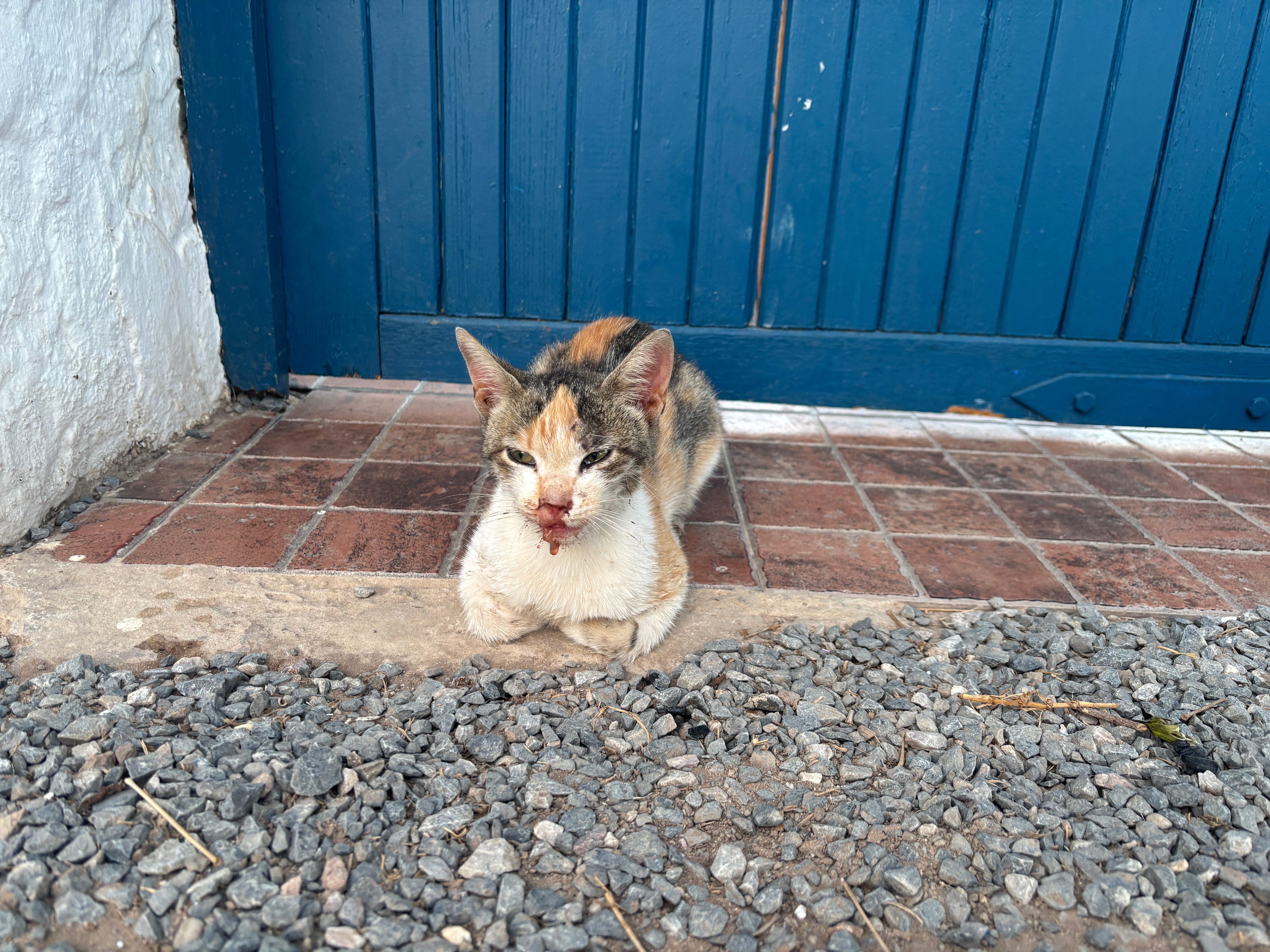 Aider les animaux, un petit geste qui change une vie campaign photo, 6 of 8