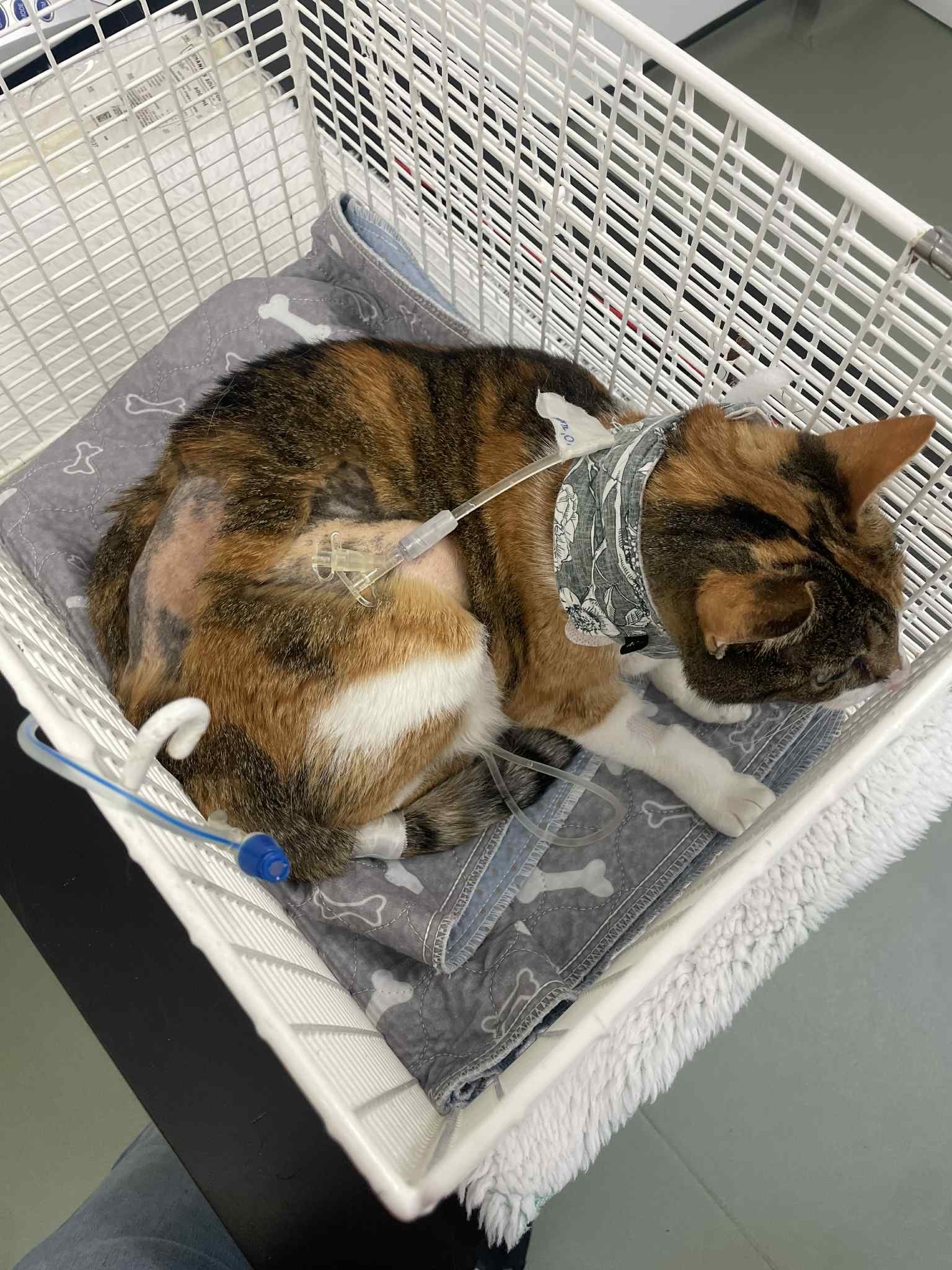 Help Cookie Recover: Life-Saving Surgery and Ongoing Care campaign photo, 7 of 8