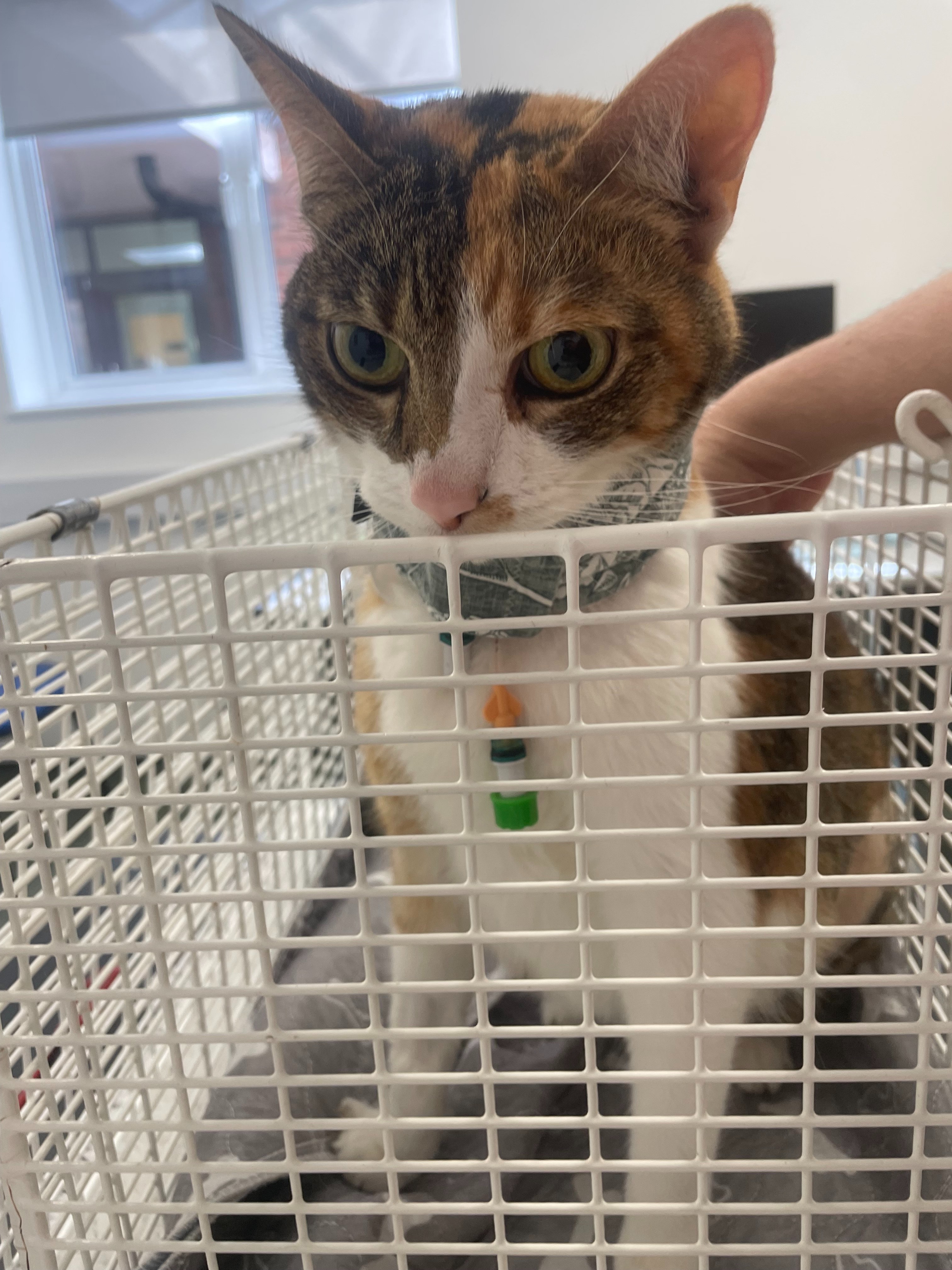 Help Cookie Recover: Life-Saving Surgery and Ongoing Care campaign photo, 2 of 8