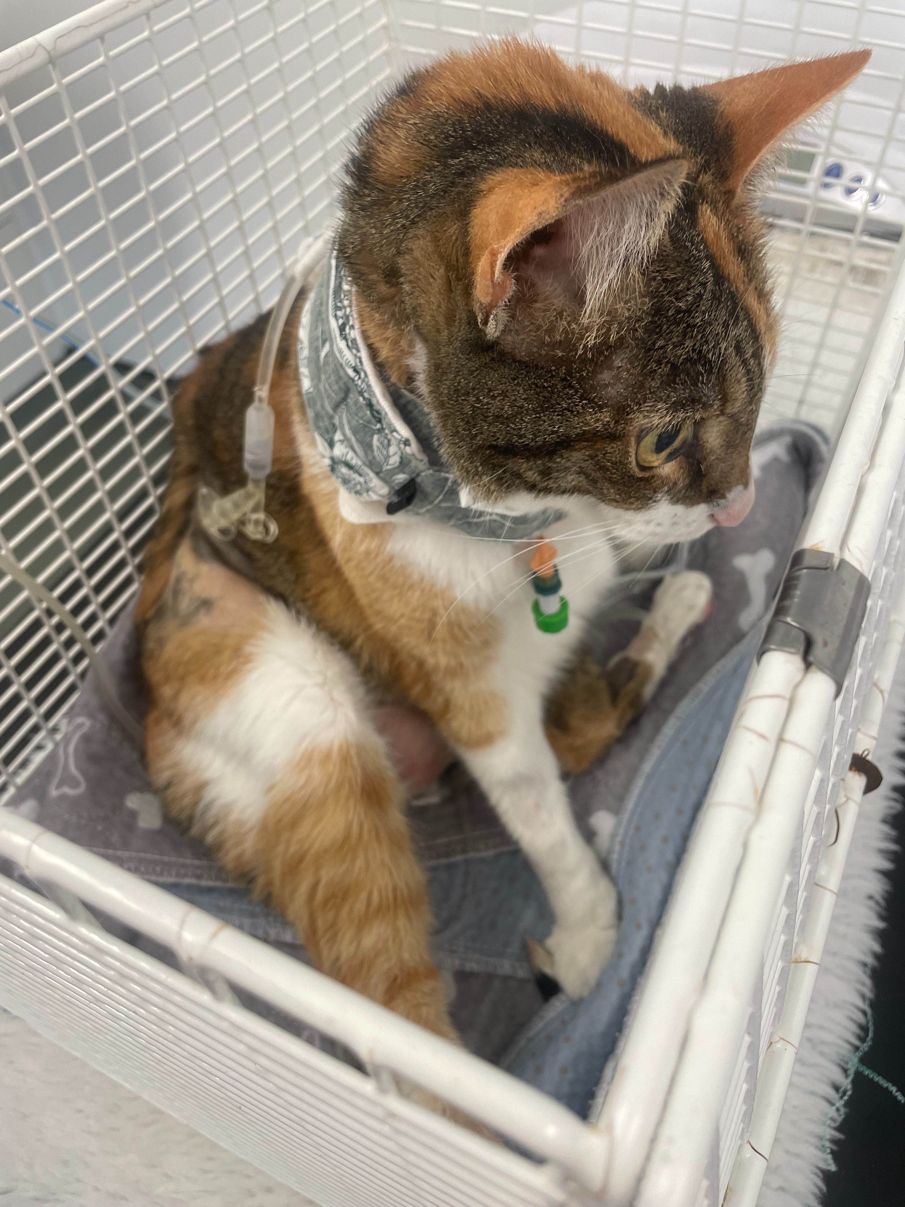 Help Cookie Recover: Life-Saving Surgery and Ongoing Care campaign photo, 4 of 8