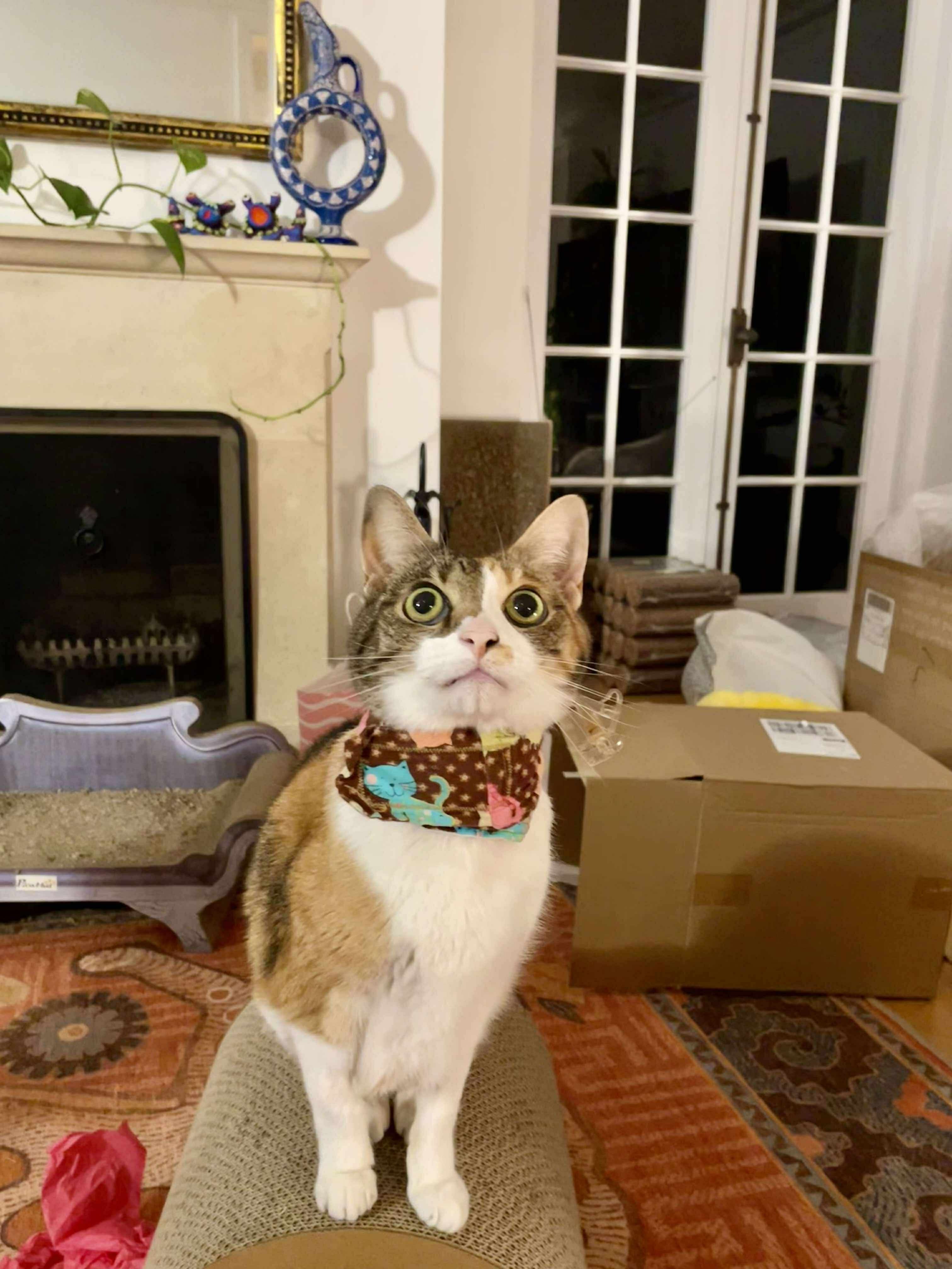 Help Cookie Recover: Life-Saving Surgery and Ongoing Care campaign photo, 5 of 8