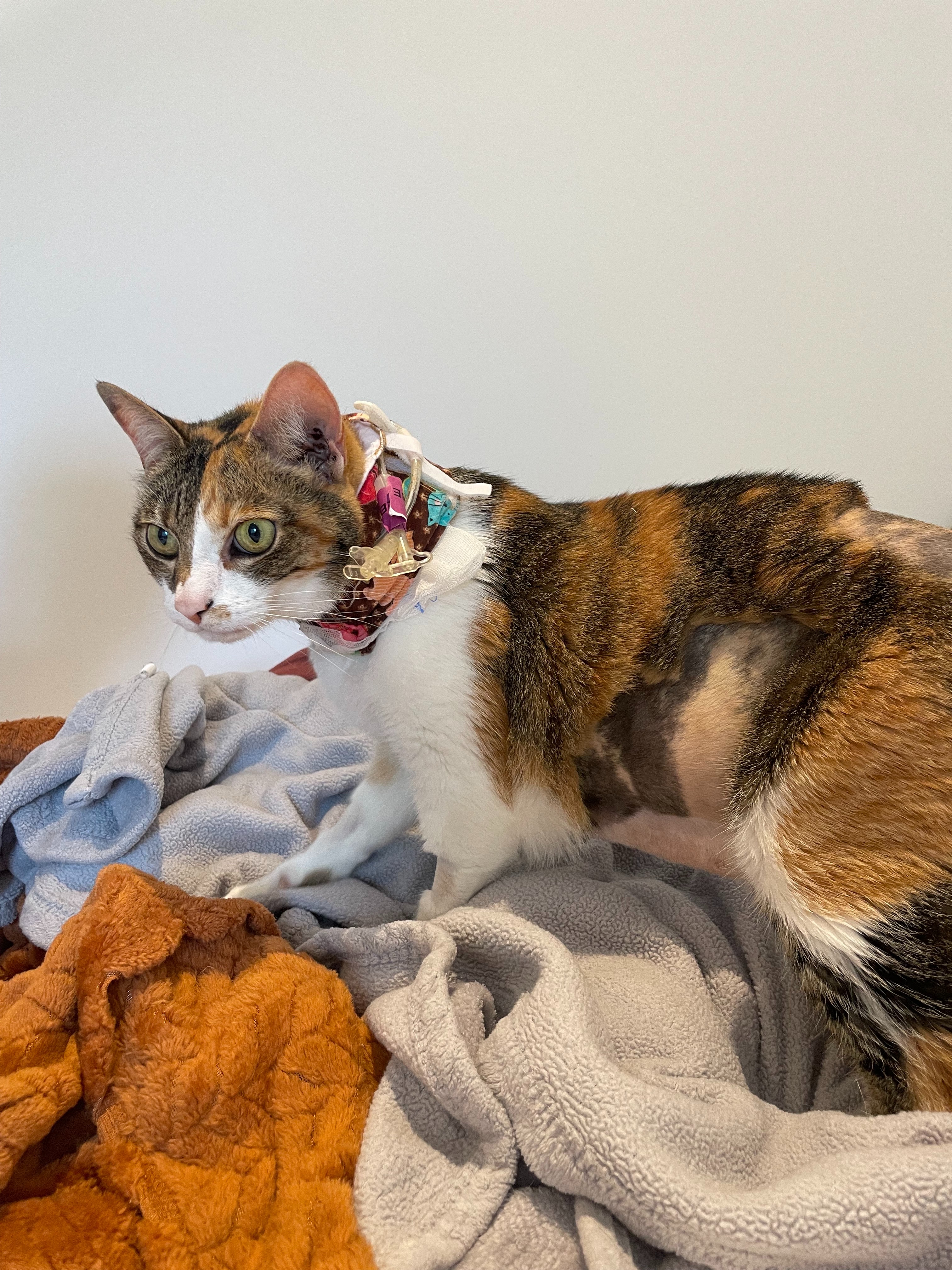 Help Cookie Recover: Life-Saving Surgery and Ongoing Care campaign photo, 6 of 8