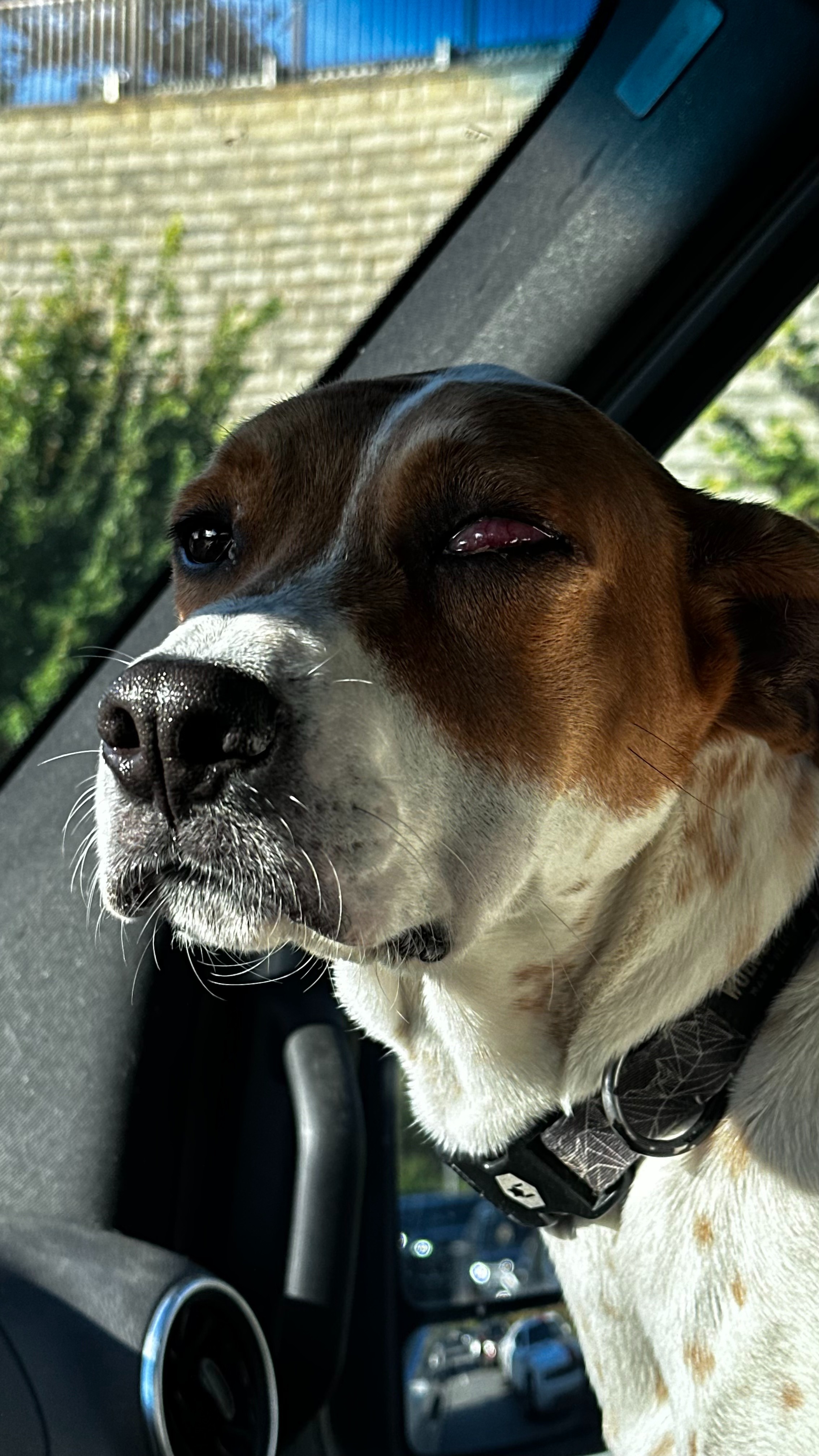 Help Mike with Bennett's Emergency Vet Expenses campaign photo, 4 of 5