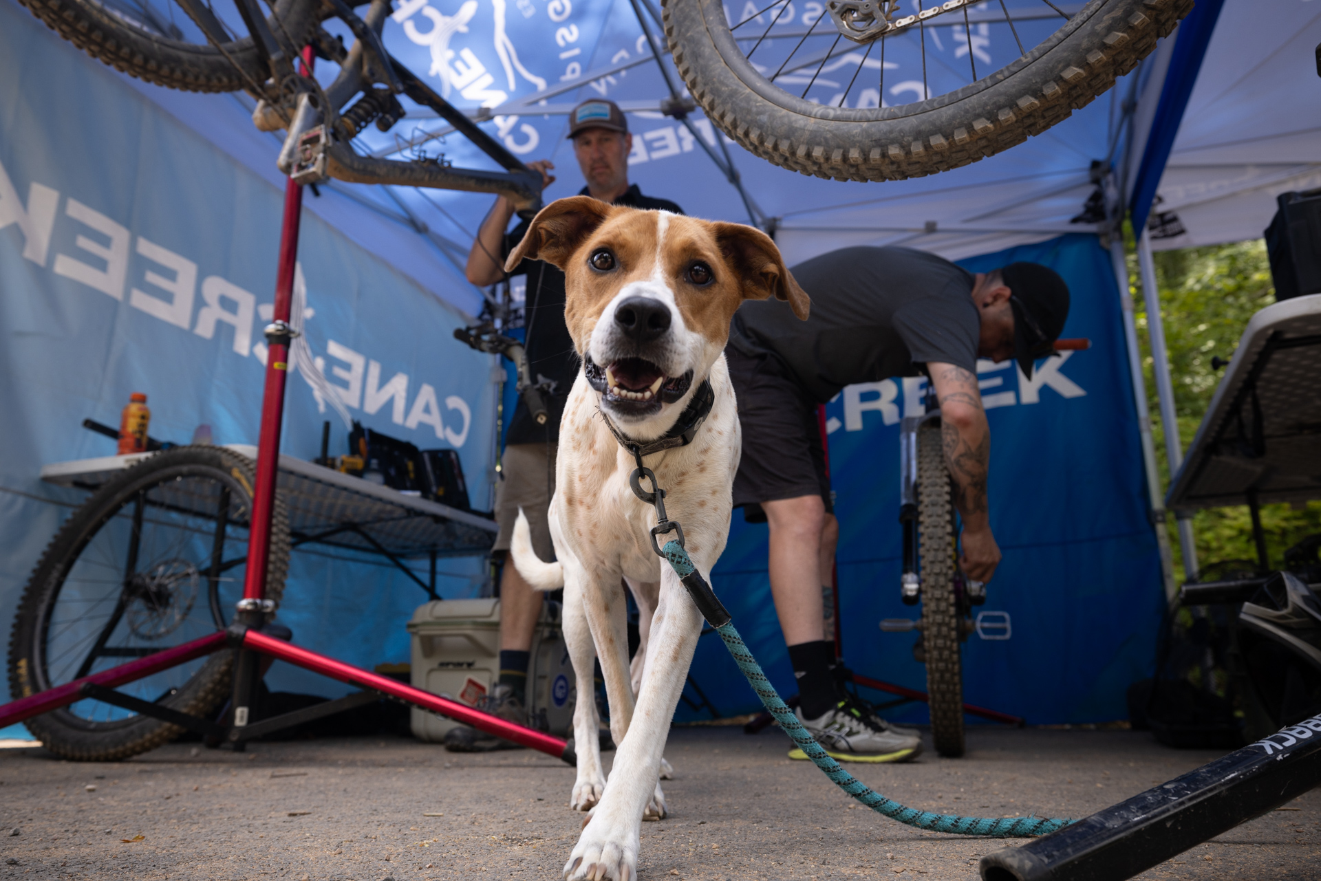 Help Mike with Bennett's Emergency Vet Expenses campaign photo, 2 of 5