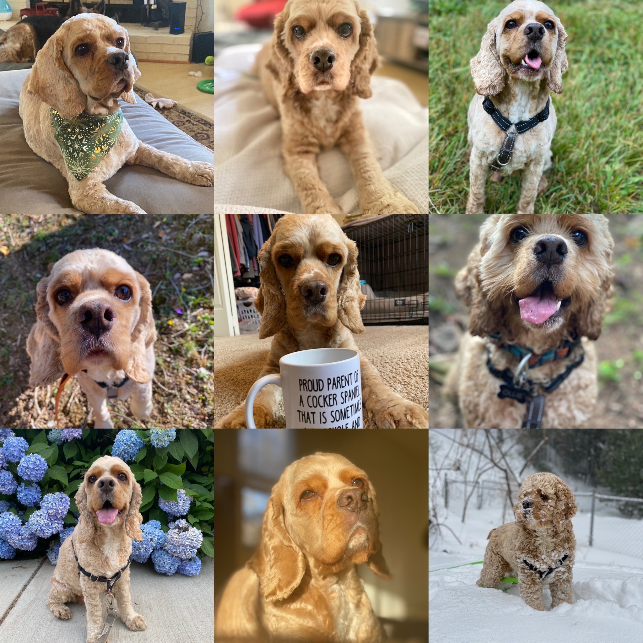 Support Ollie's Life-Saving Surgery campaign photo, 7 of 7
