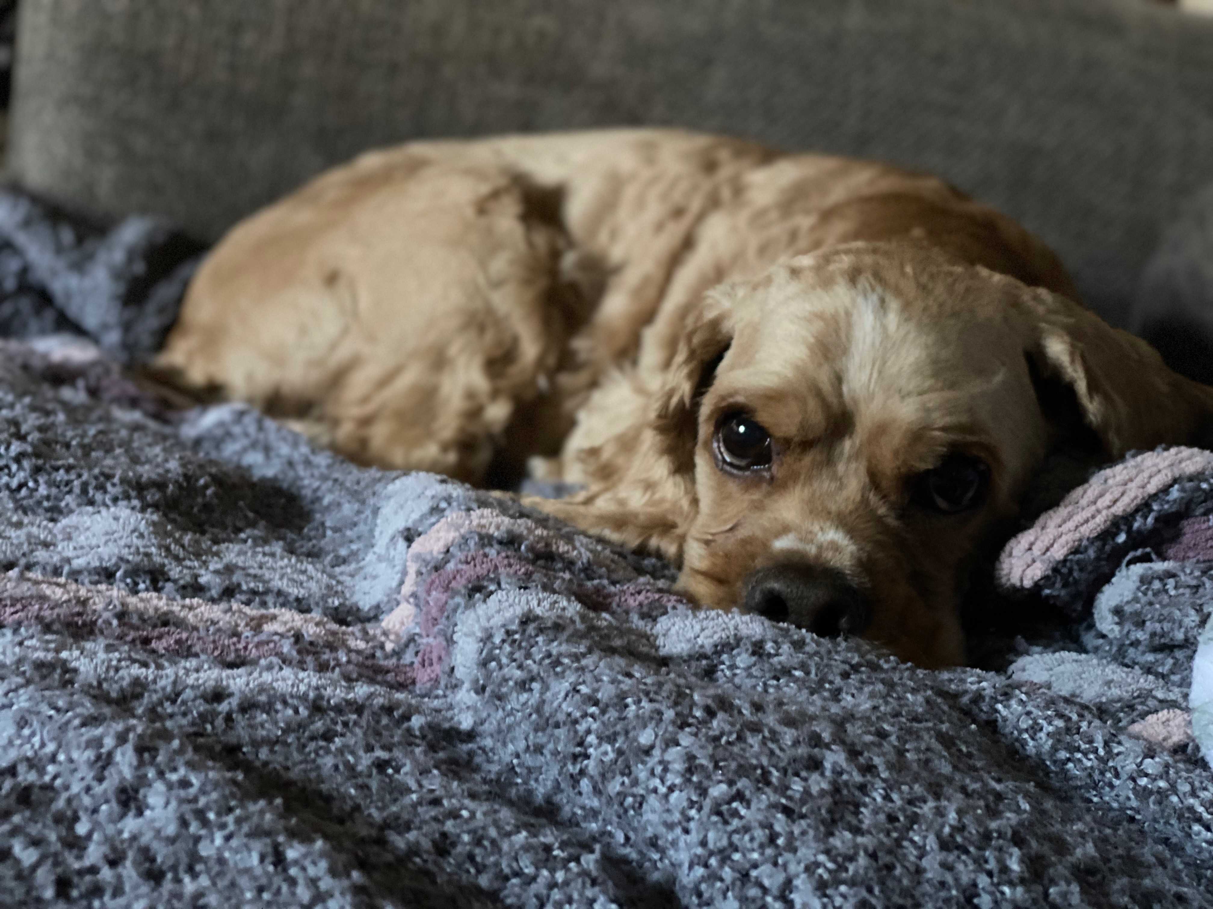 Support Ollie's Life-Saving Surgery campaign photo, 2 of 7