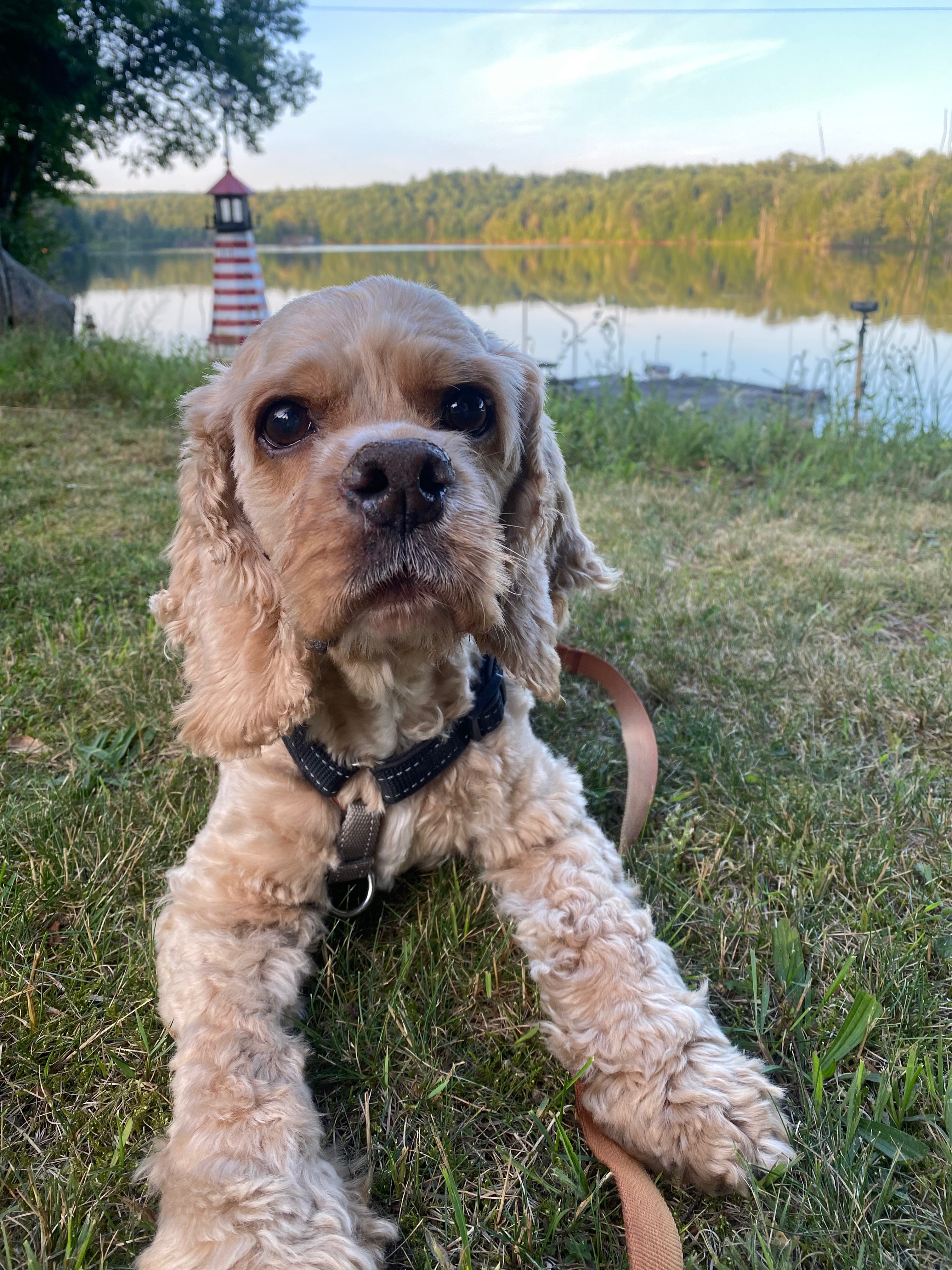 Support Ollie's Life-Saving Surgery campaign photo, 4 of 7