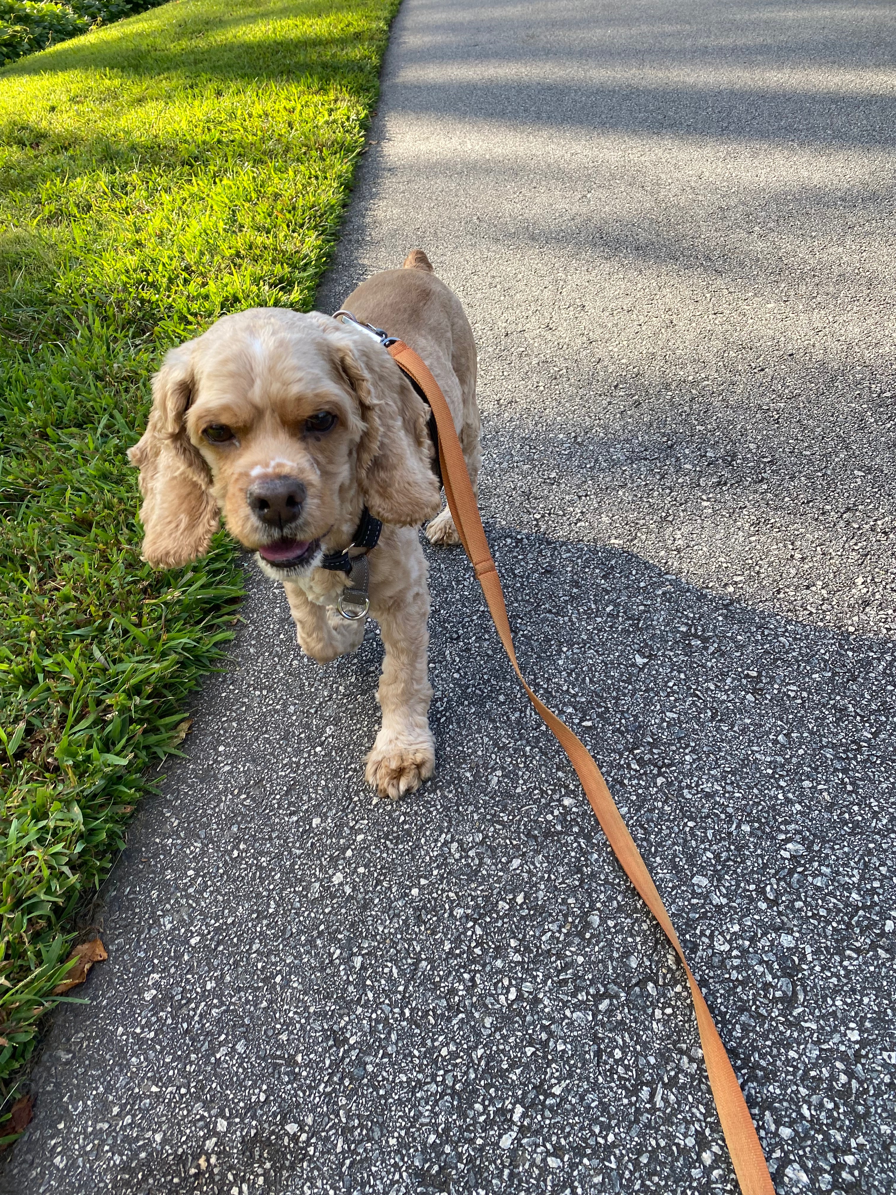 Support Ollie's Life-Saving Surgery campaign photo, 5 of 7