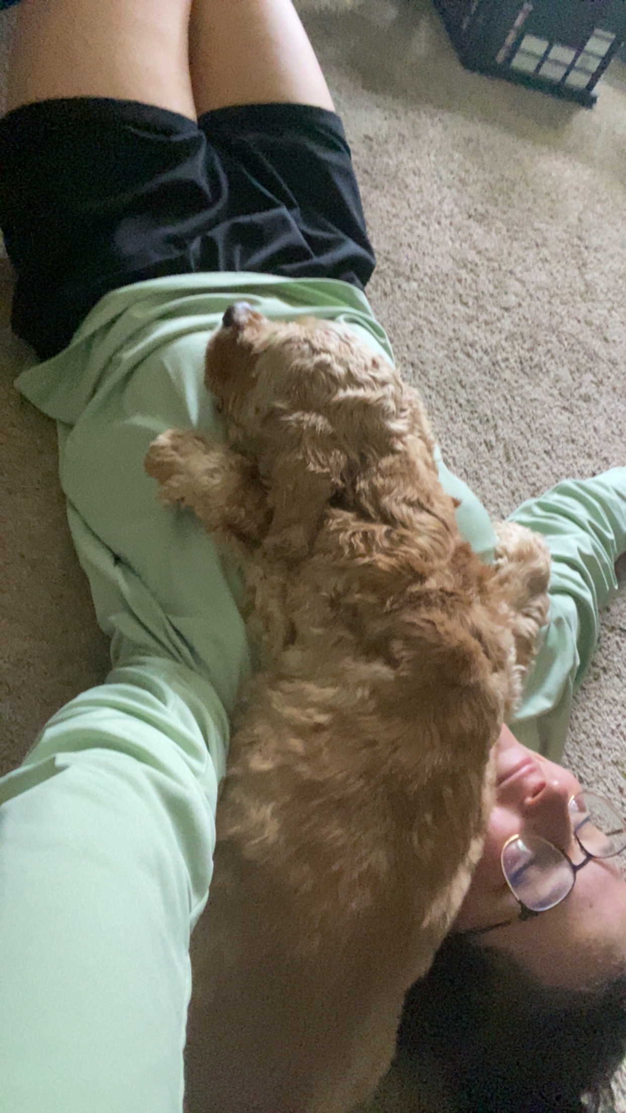 Support Ollie's Life-Saving Surgery campaign photo, 6 of 7