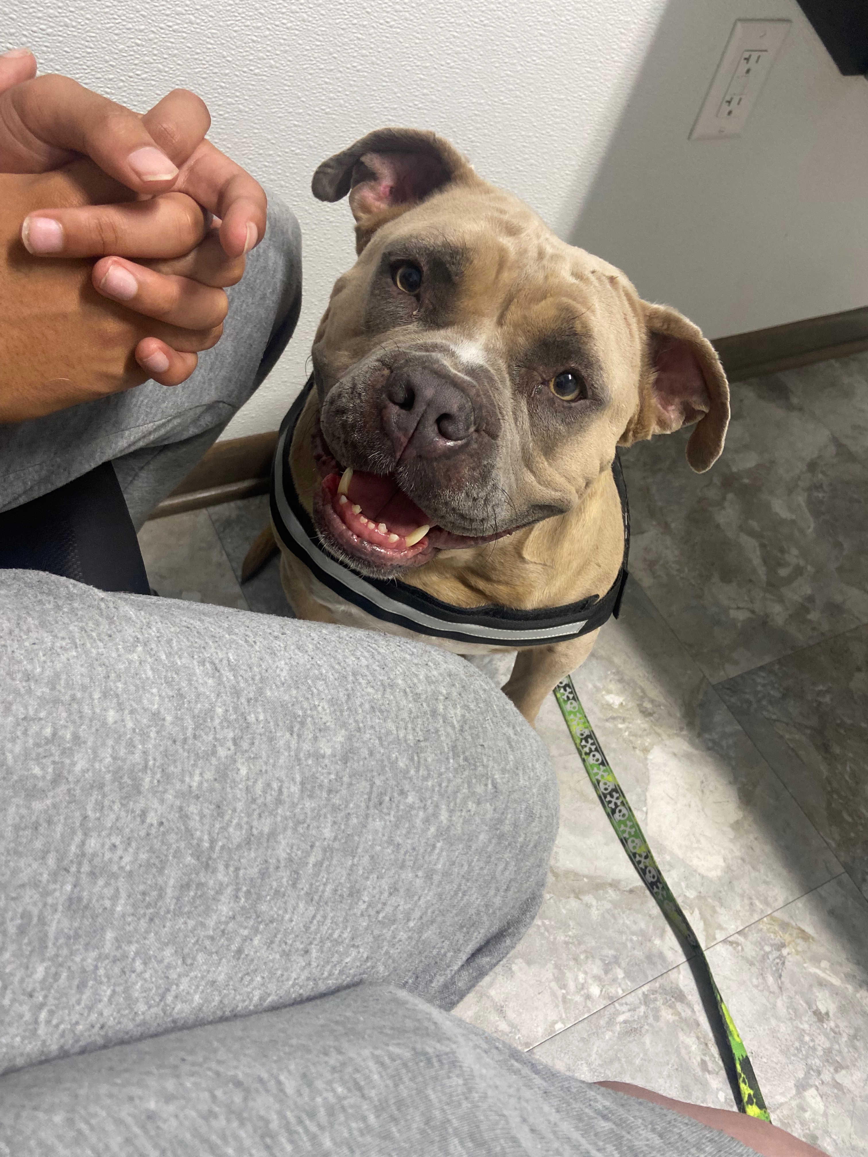 Support Pepper's Recovery: Emergency Neurology & Surgery campaign photo, 5 of 8