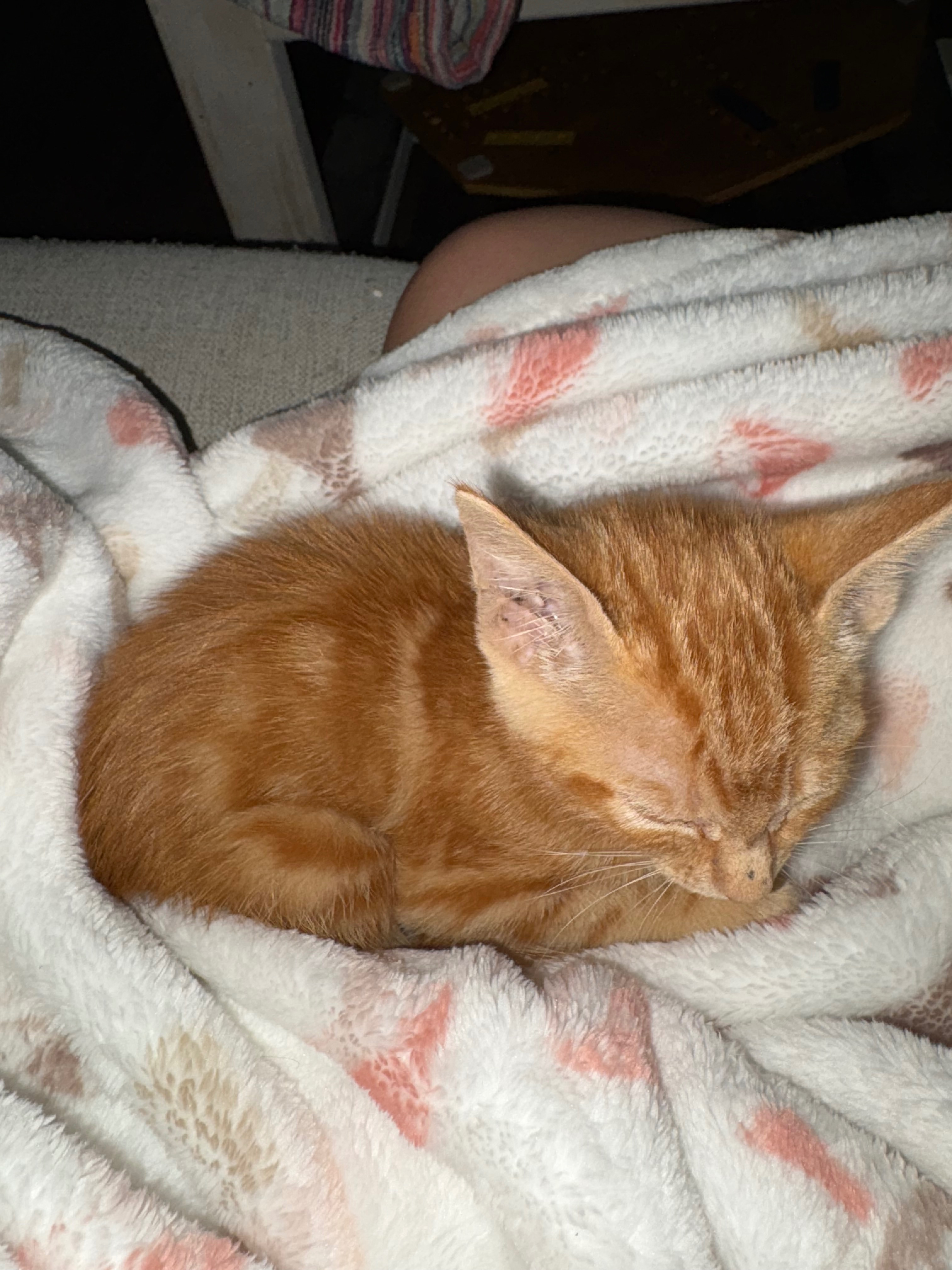 Donate to Heal This Baby Animal's Wounds campaign photo, 5 of 6