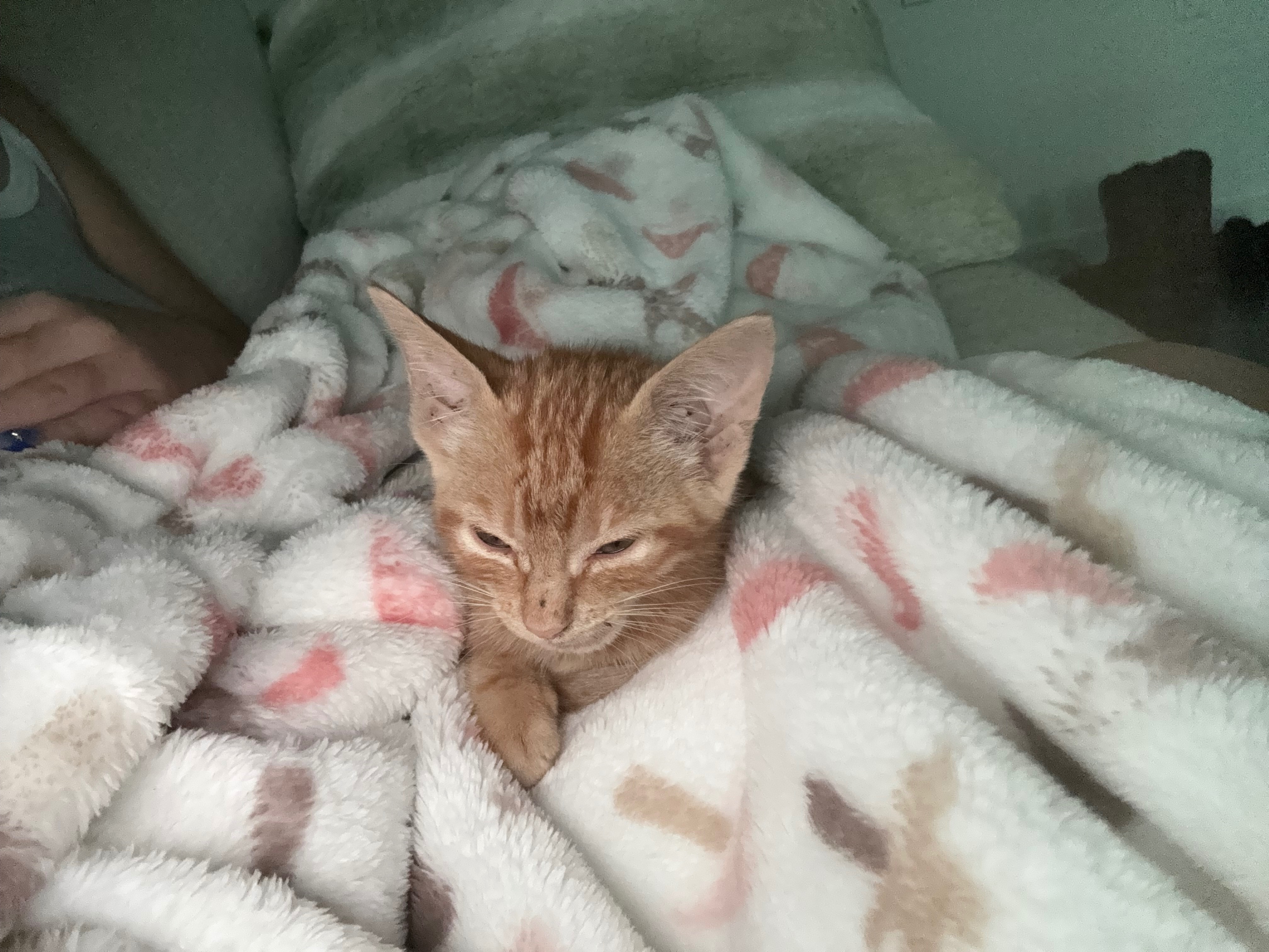 Donate to Heal This Baby Animal's Wounds campaign photo, 2 of 6