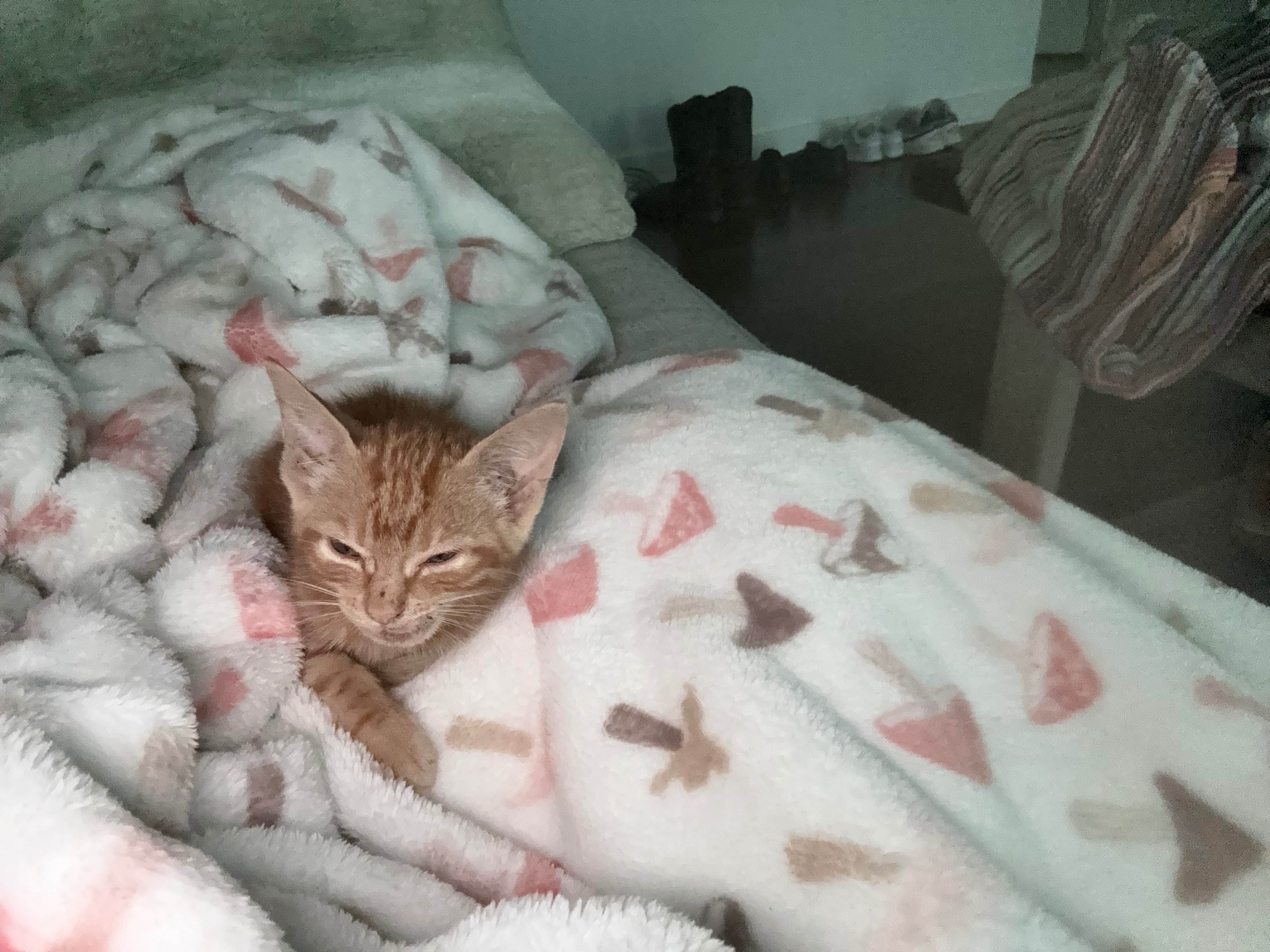 Donate to Heal This Baby Animal's Wounds campaign photo, 4 of 6
