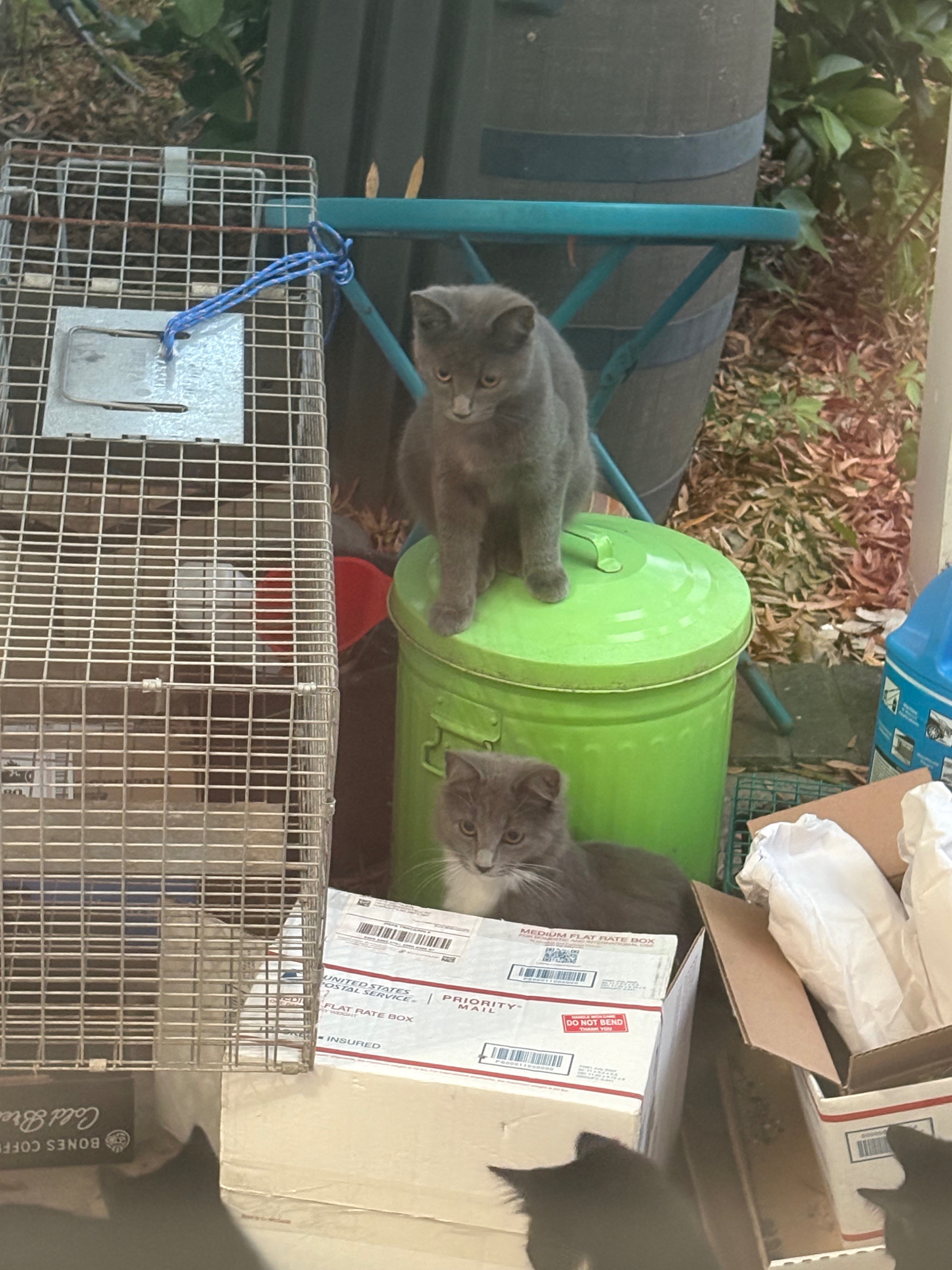 Help Save Stray Kittens: Vet and Home Needed campaign photo, 6 of 7