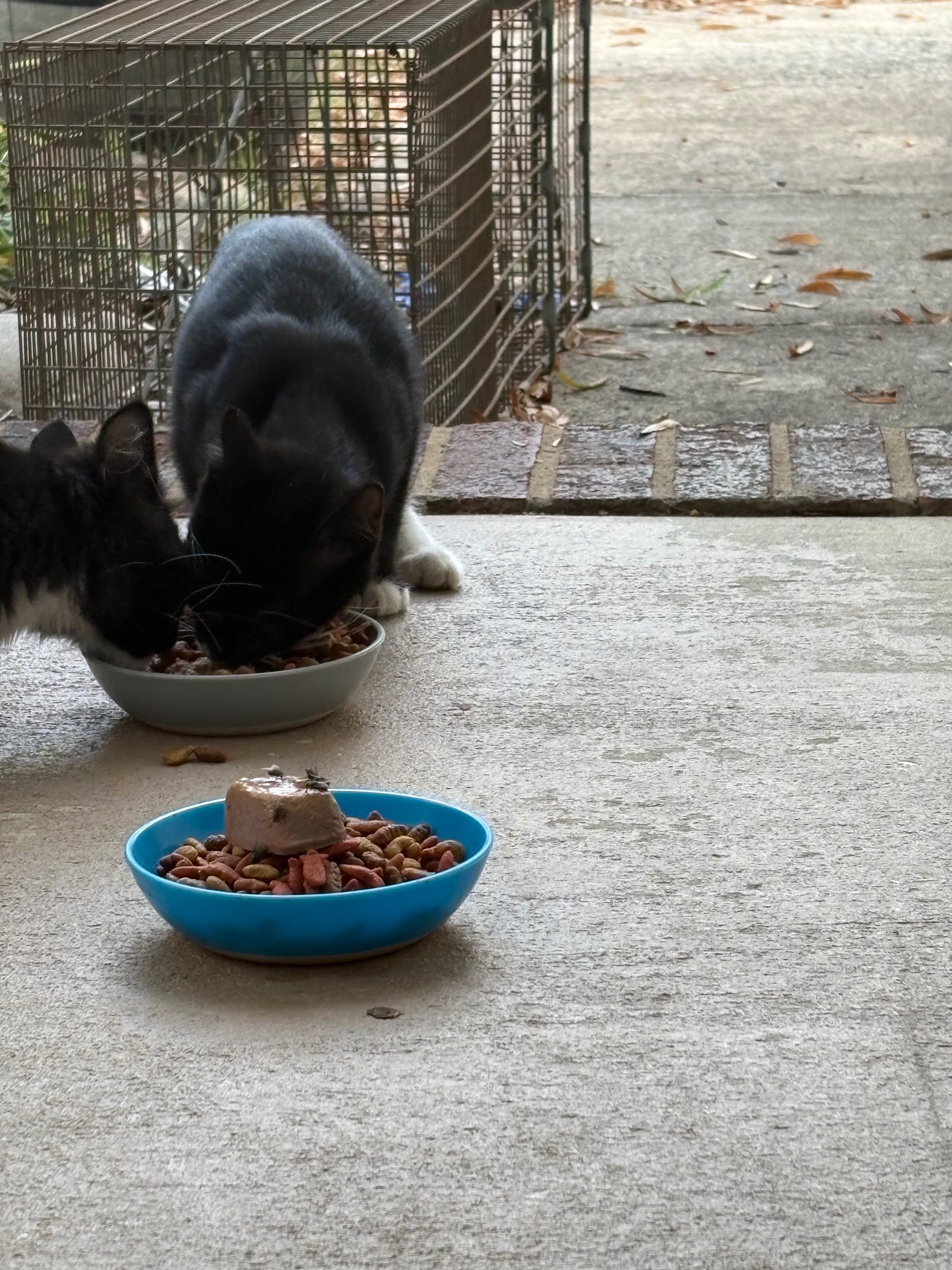 Help Save Stray Kittens: Vet and Home Needed campaign photo, 2 of 7