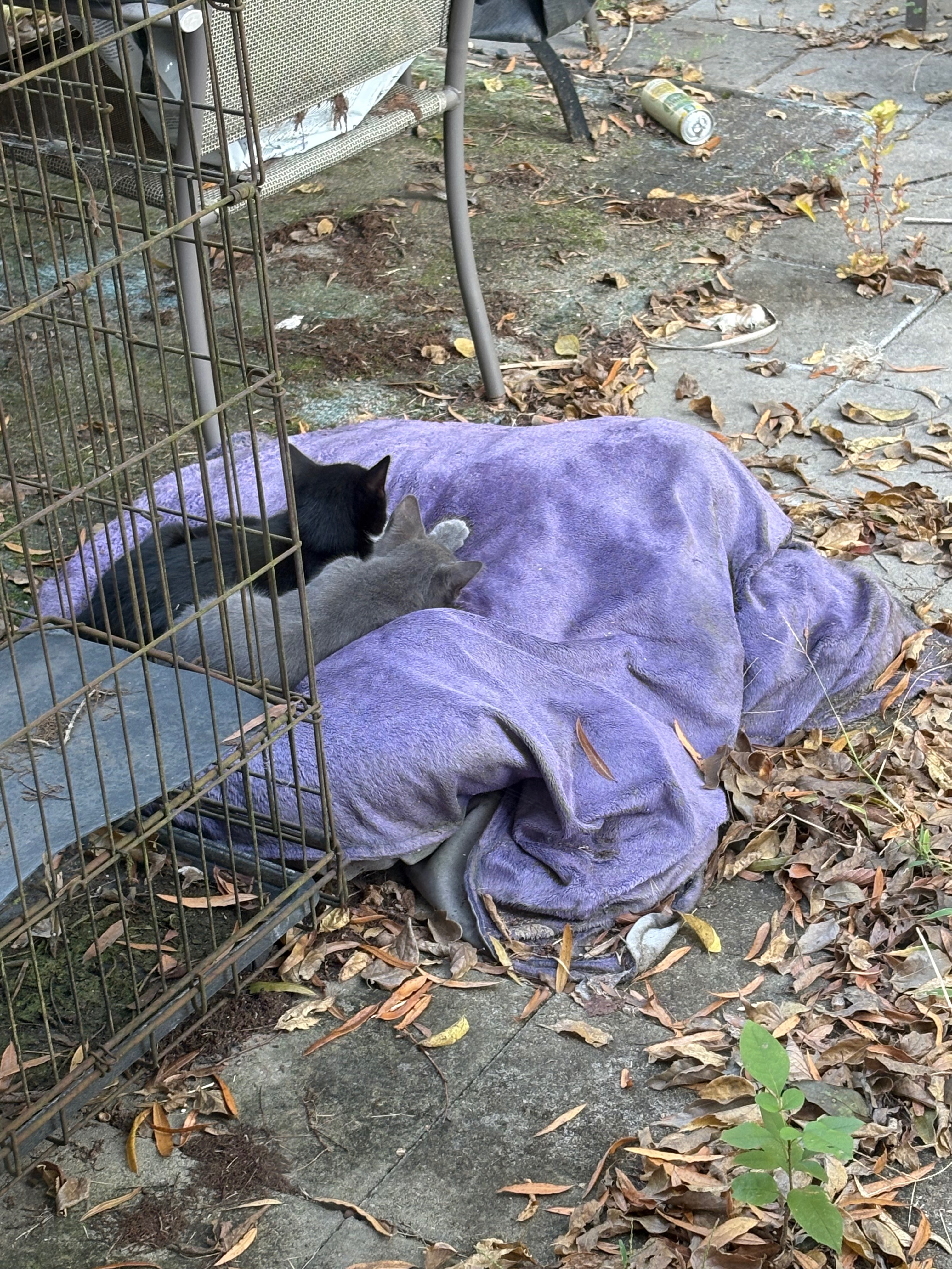 Help Save Stray Kittens: Vet and Home Needed campaign photo, 4 of 7