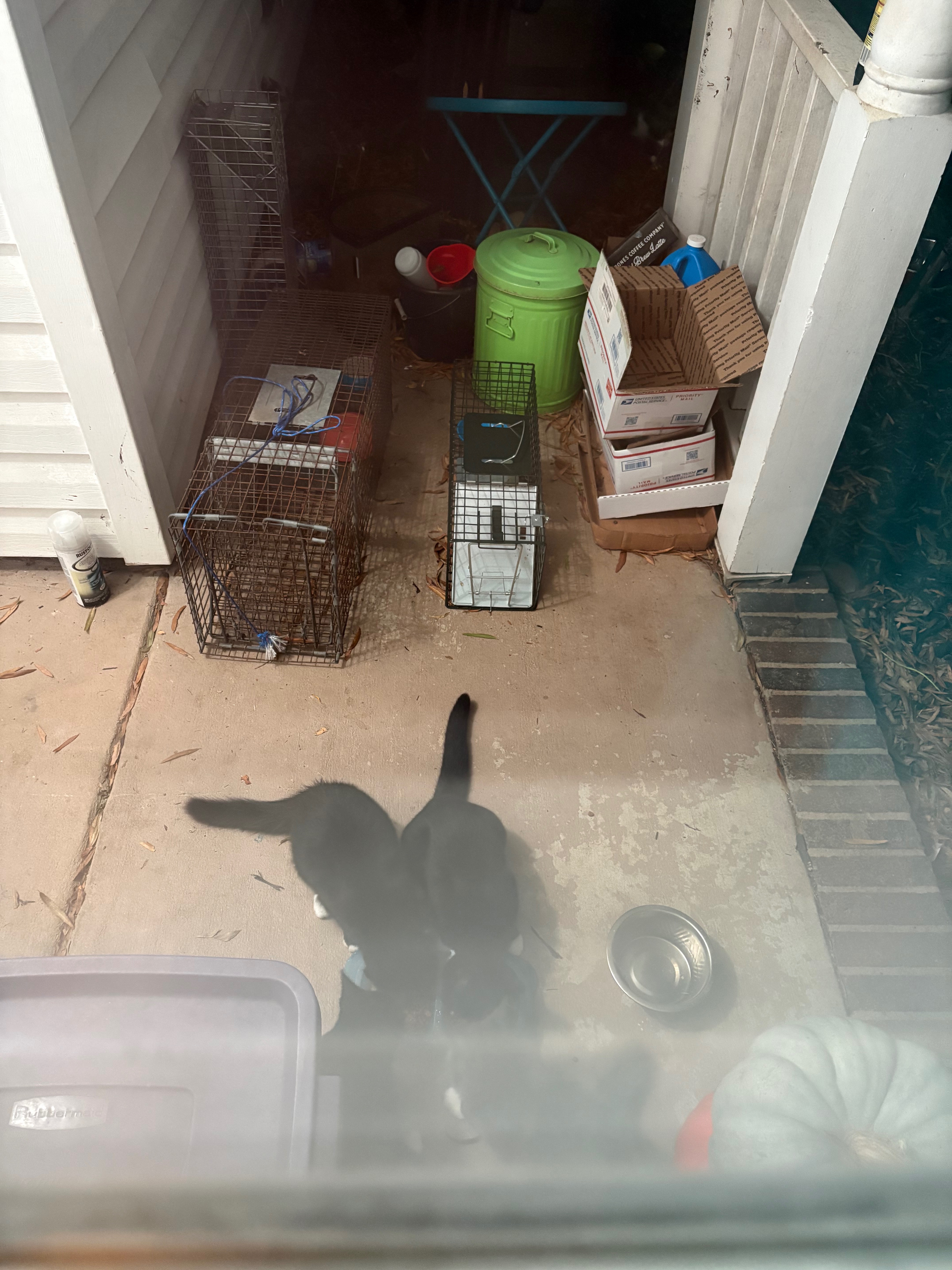 Help Save Stray Kittens: Vet and Home Needed campaign photo, 5 of 7