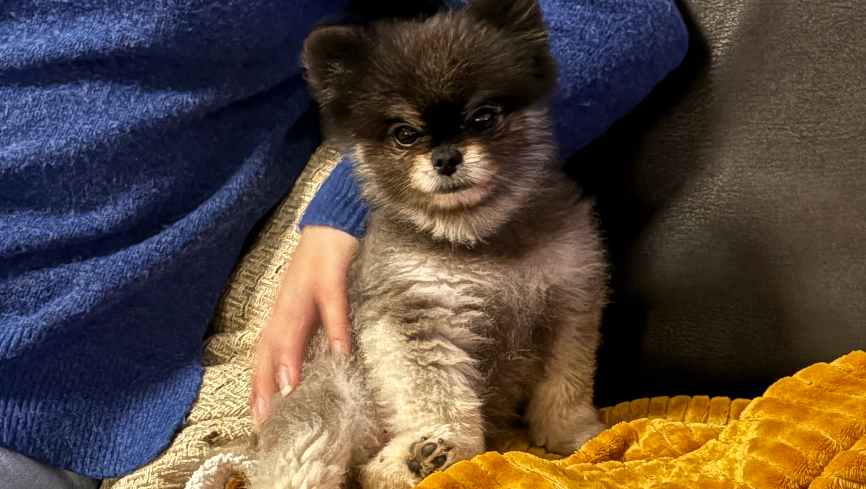 Bella photo