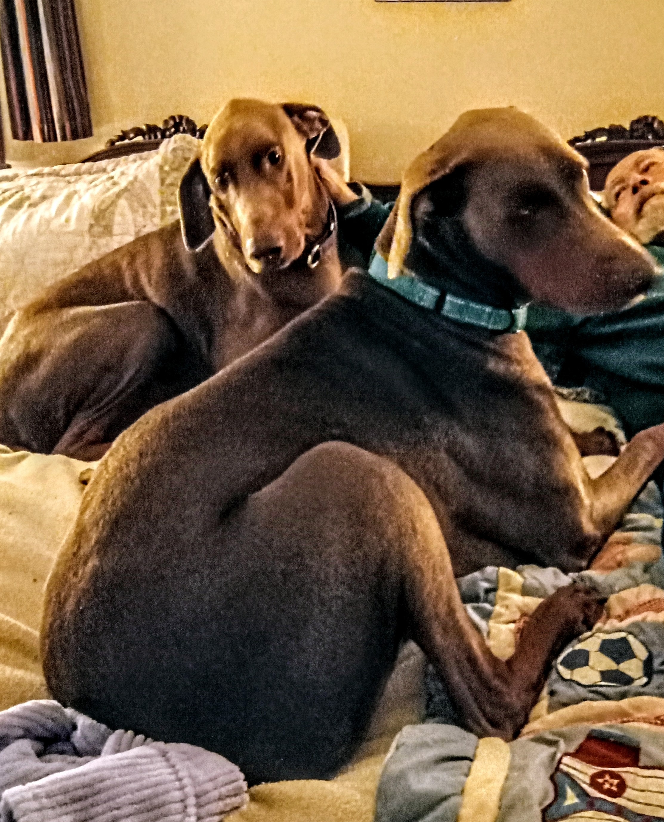 Save the Dobermans and the Farm campaign photo, 7 of 8