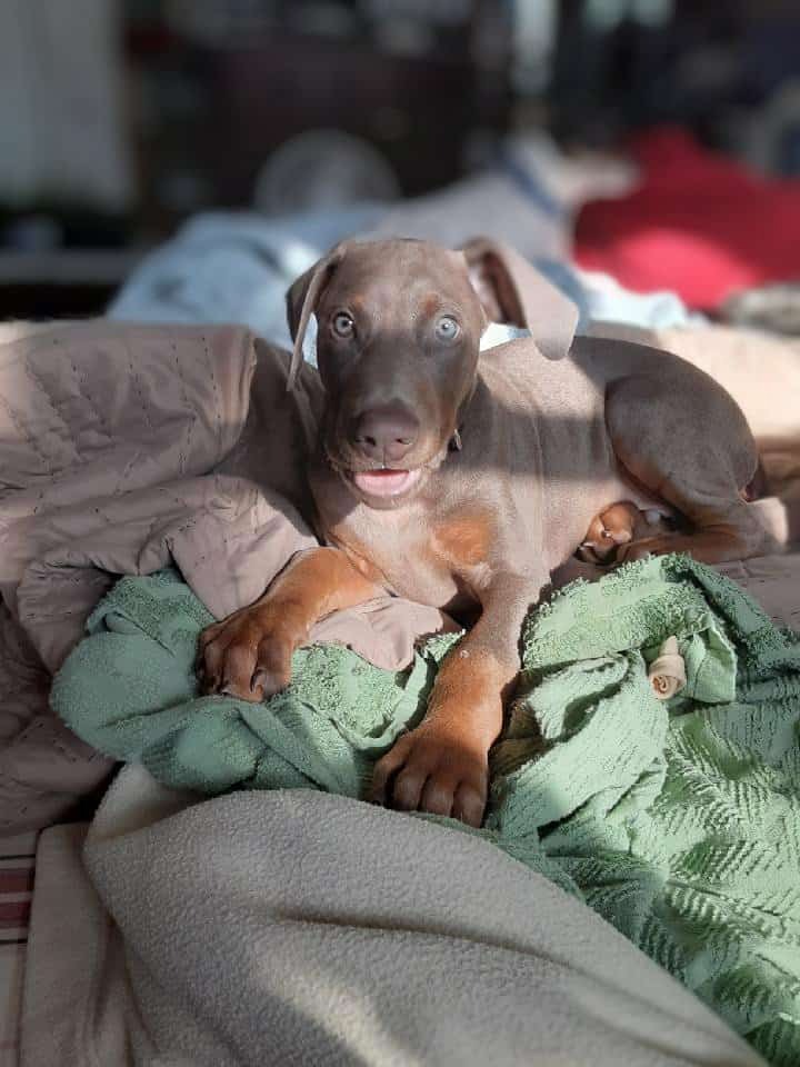 Save the Dobermans and the Farm campaign photo, 2 of 8