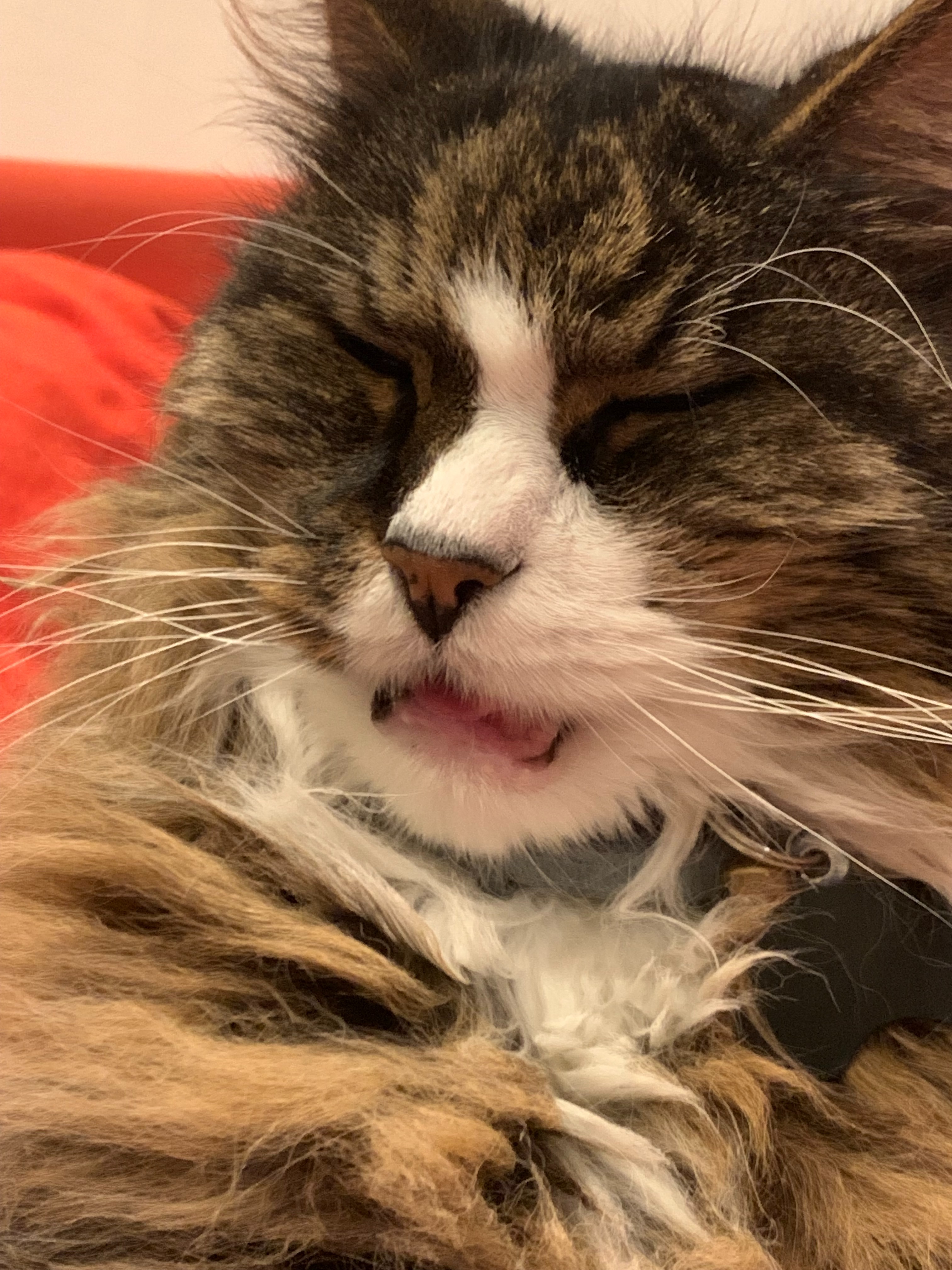 Help for our little Bouks campaign photo, 5 of 6