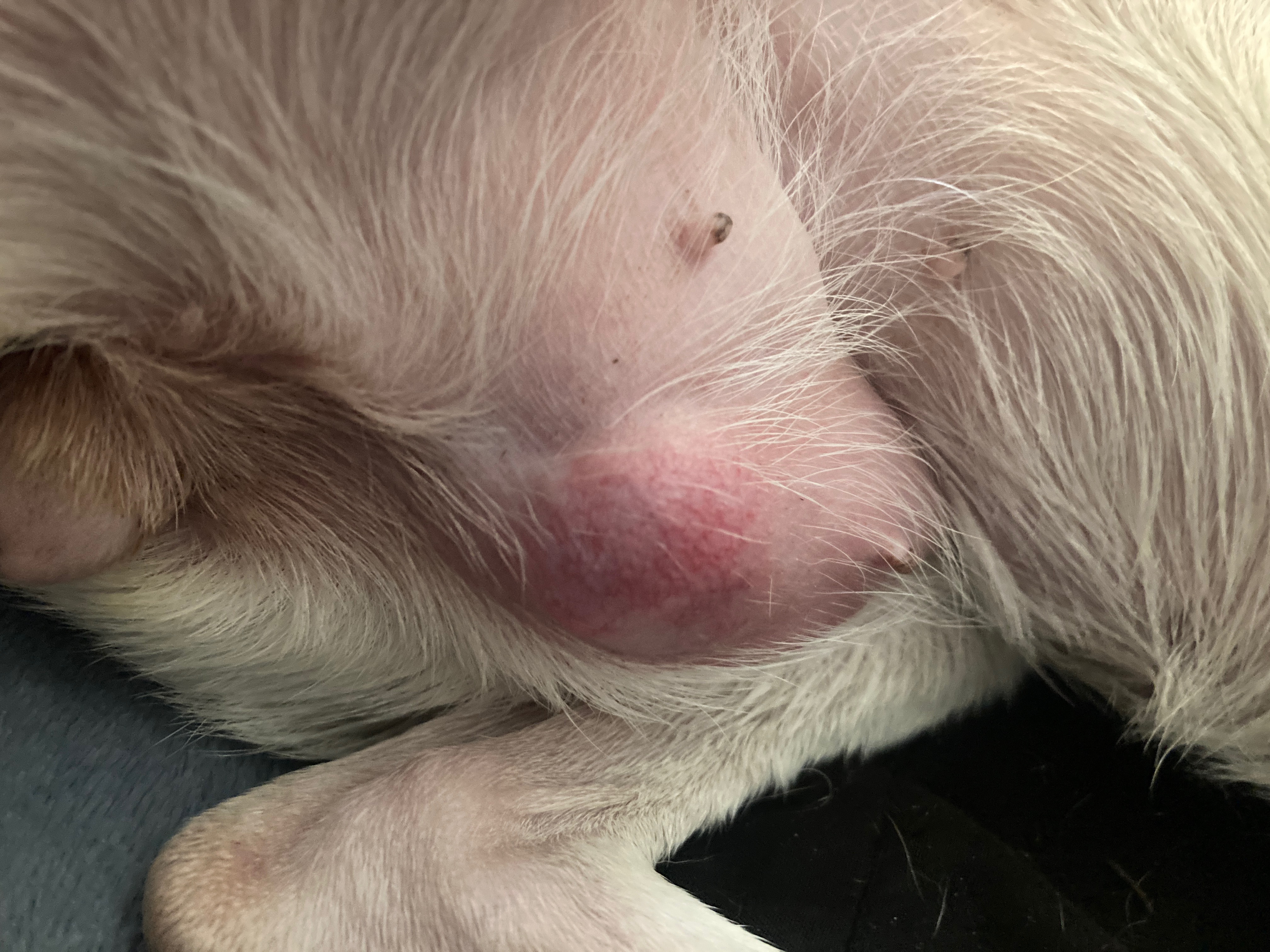 Tumor Biopsy & Removal for Daisy campaign photo, 2 of 4