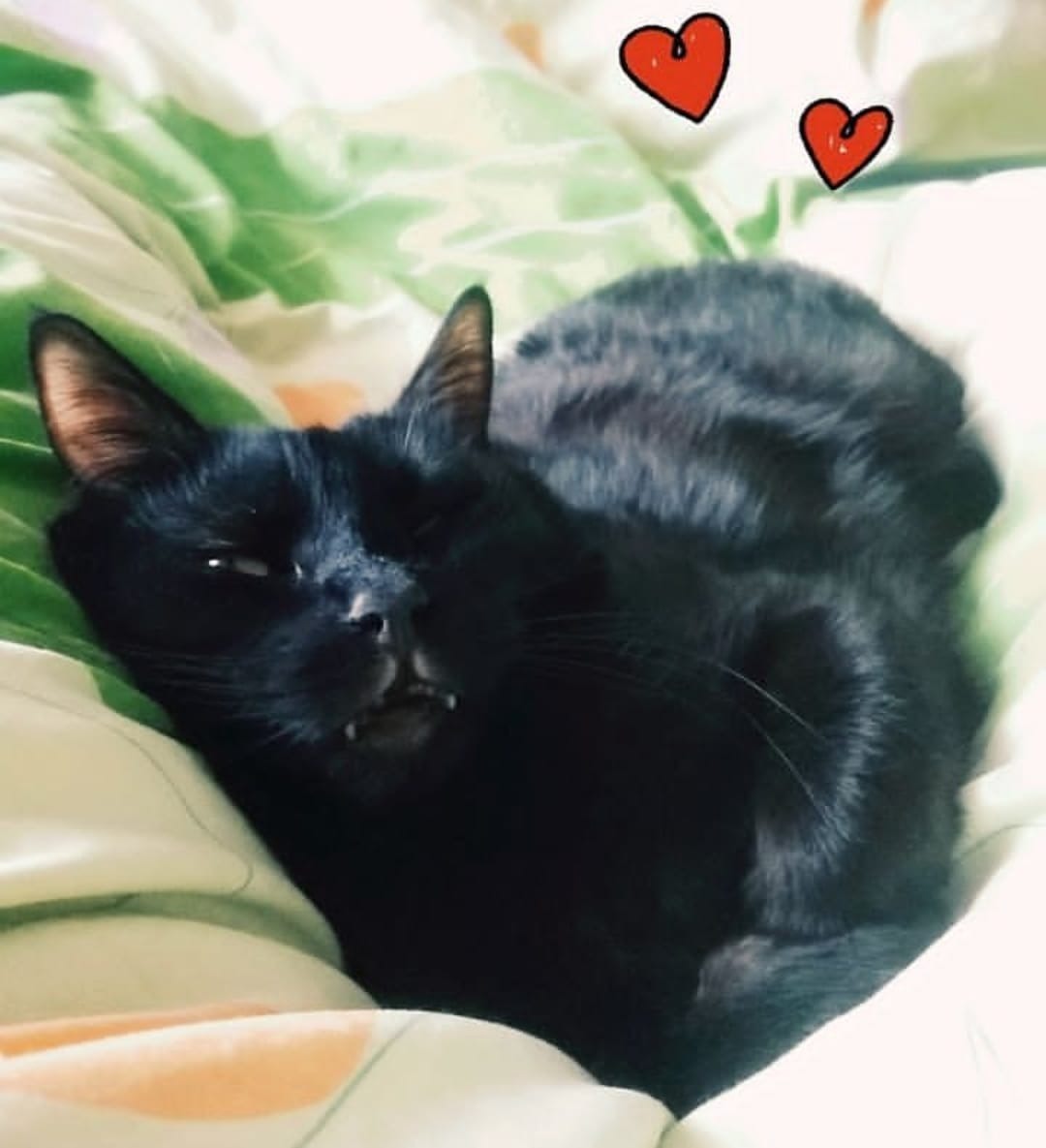 Please help Shnurik have many snuggles to come with his Mama campaign photo, 6 of 7