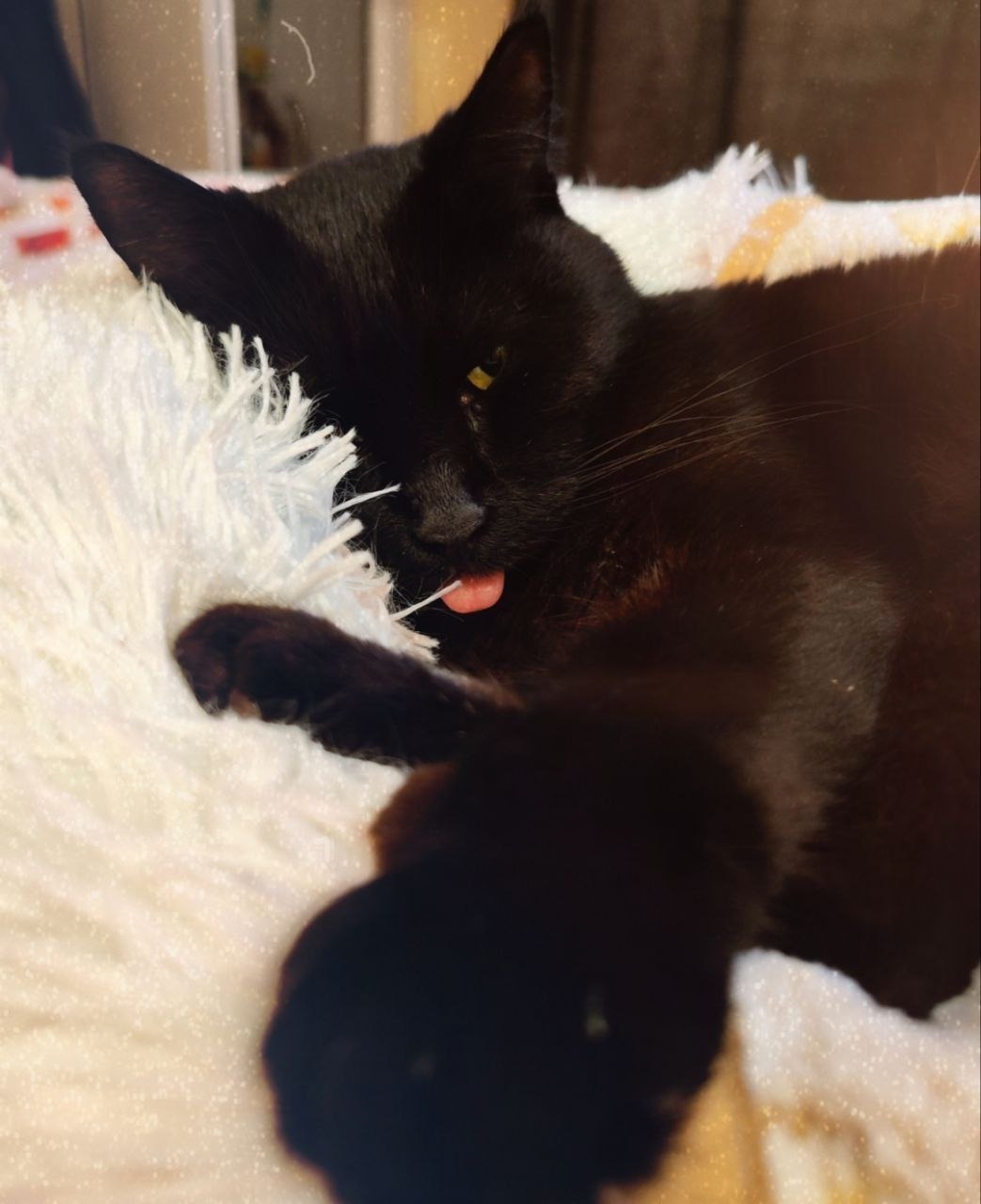 Please help Shnurik have many snuggles to come with his Mama campaign photo, 4 of 7