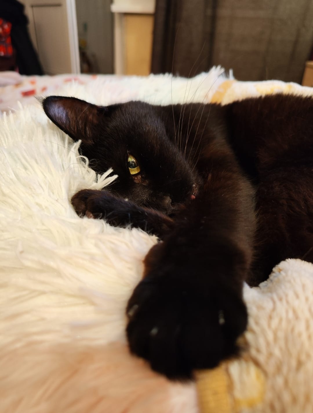 Please help Shnurik have many snuggles to come with his Mama campaign photo, 2 of 7