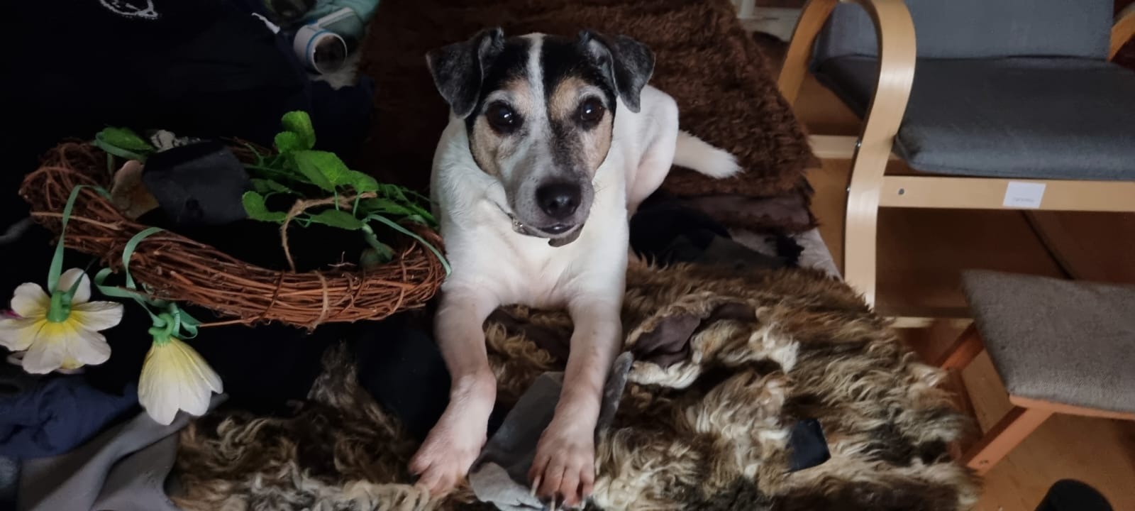 Kranker Jack Russel Yoshi braucht eure Hilfe campaign photo, 6 of 7