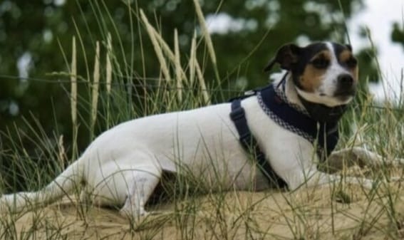 Kranker Jack Russel Yoshi braucht eure Hilfe campaign photo, 2 of 7