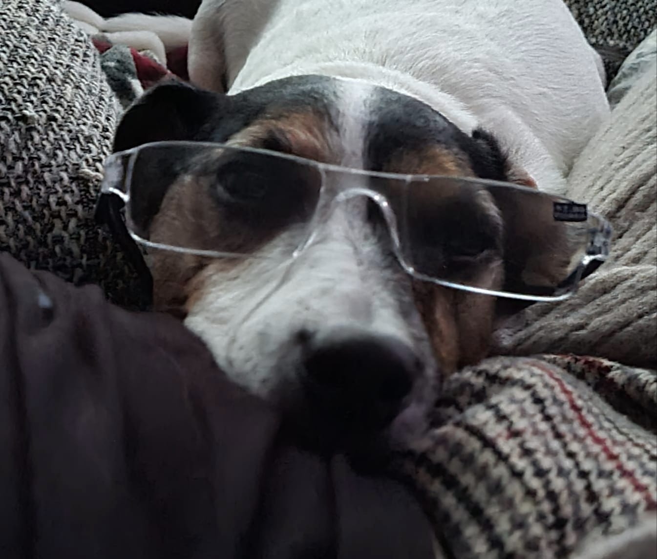 Kranker Jack Russel Yoshi braucht eure Hilfe campaign photo, 4 of 7