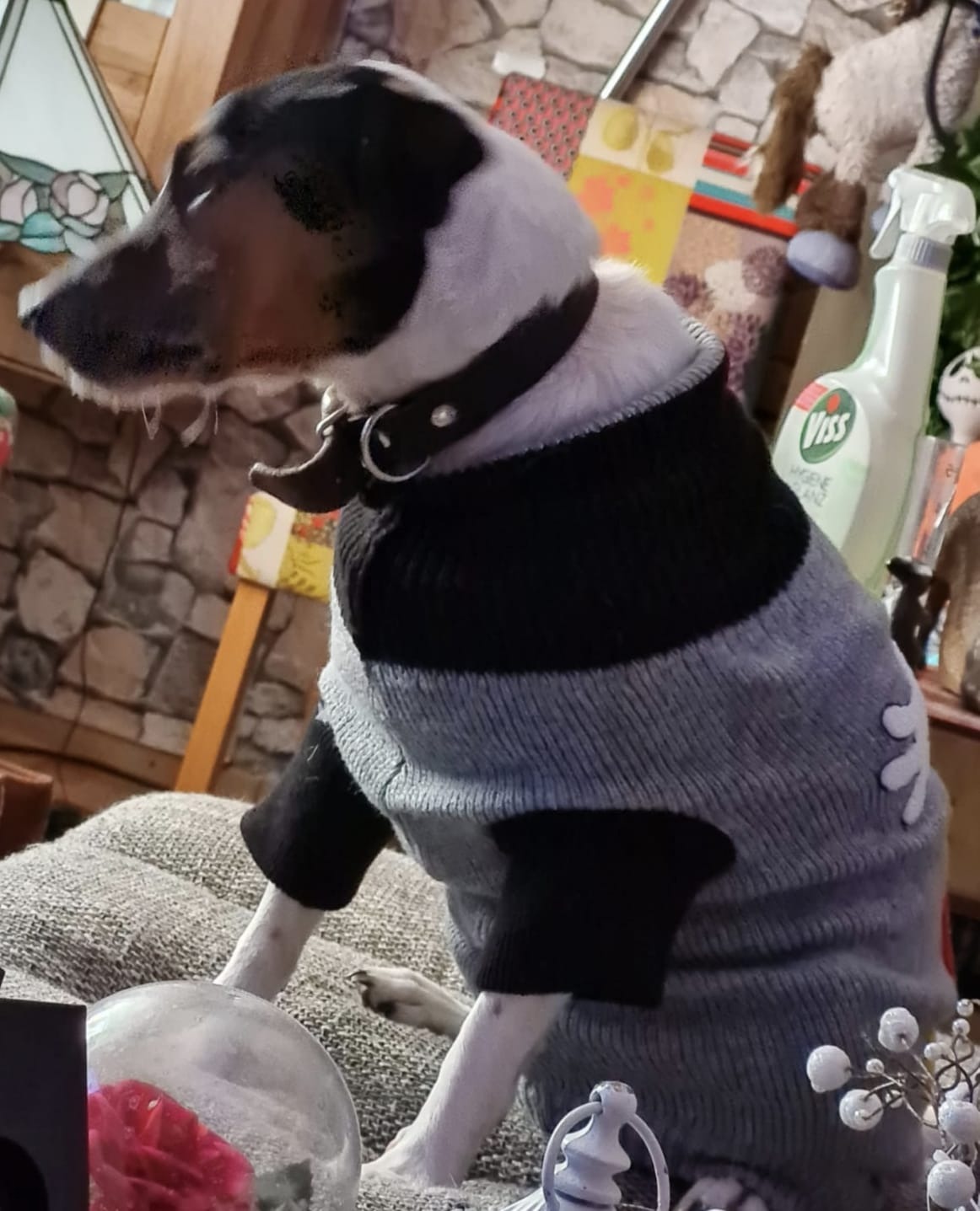 Kranker Jack Russel Yoshi braucht eure Hilfe campaign photo, 5 of 7