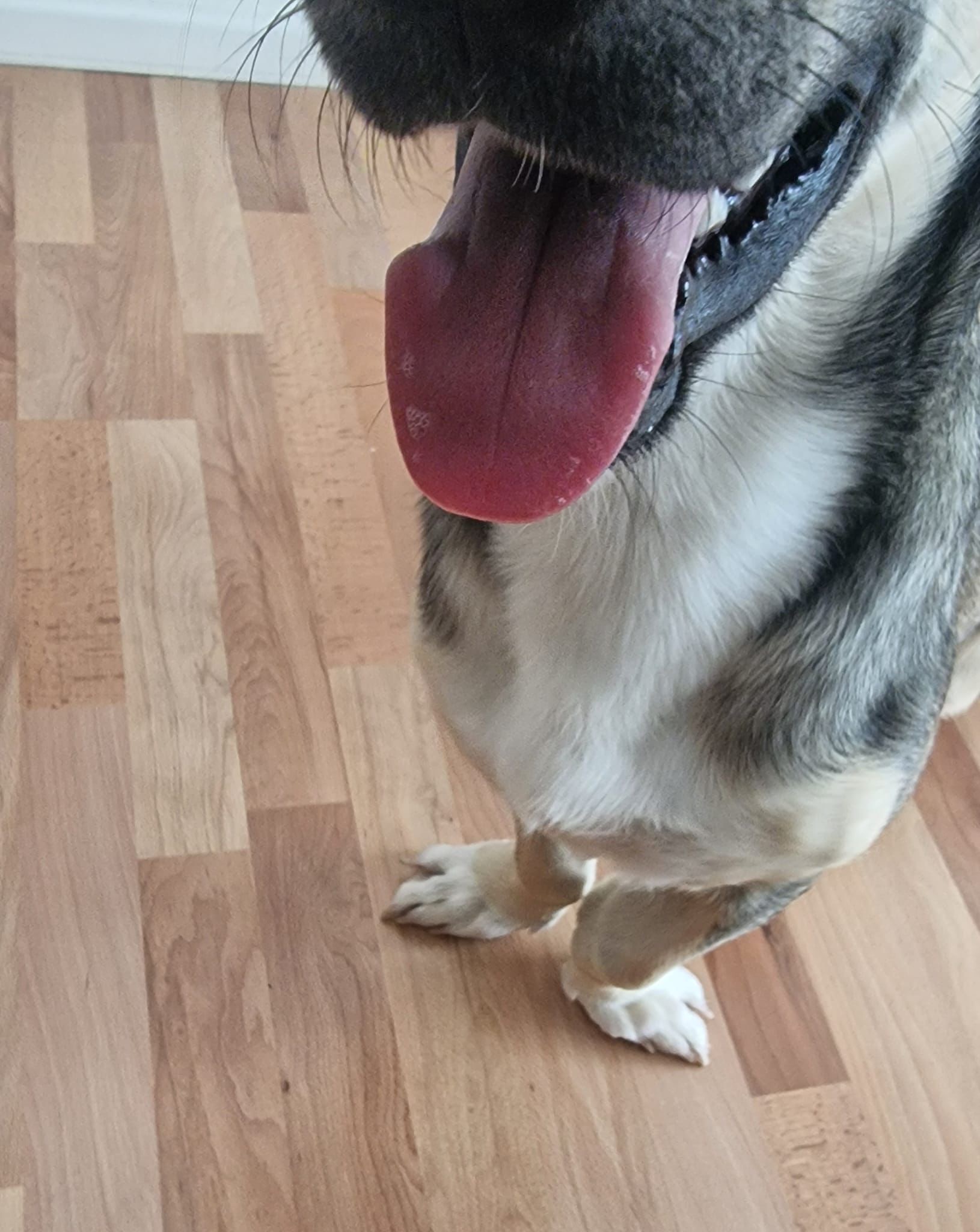 Helft Schäferhund Lasko, endlich schmerzfrei zu laufen ! campaign photo, 6 of 7
