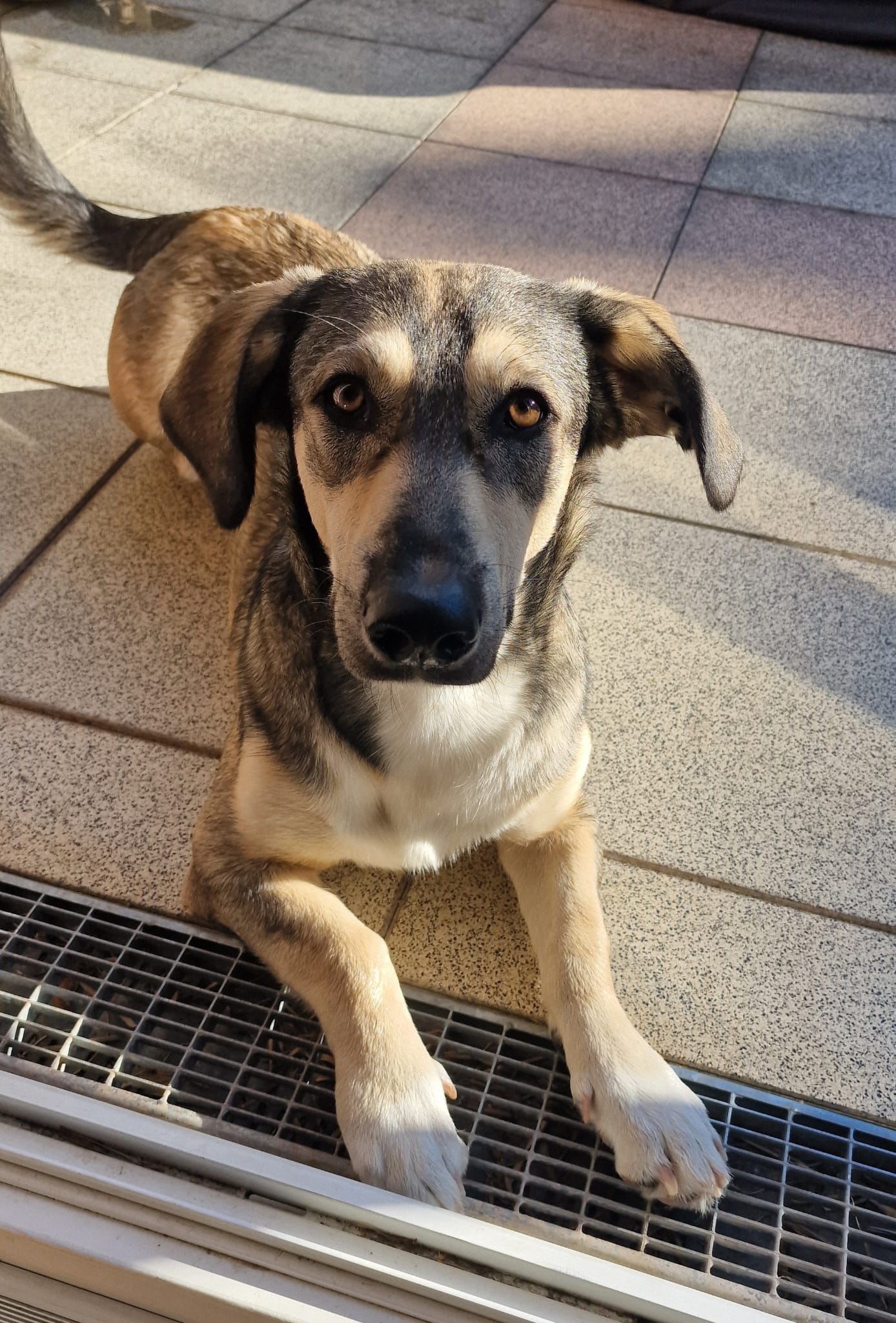 Helft Schäferhund Lasko, endlich schmerzfrei zu laufen ! campaign photo, 2 of 7
