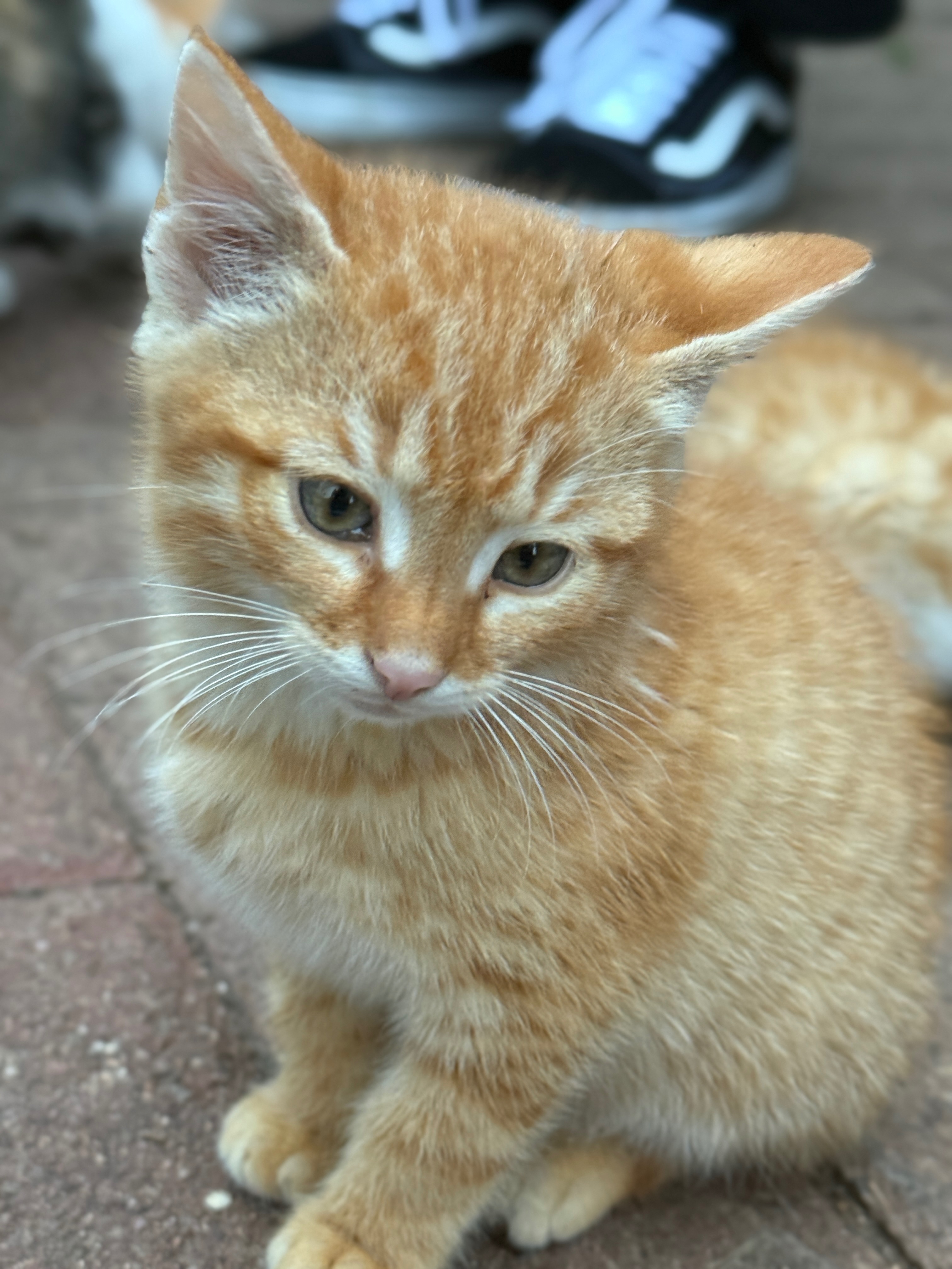 Kastration statt Katzenleid – helft uns, Leben zu retten campaign photo, 7 of 7