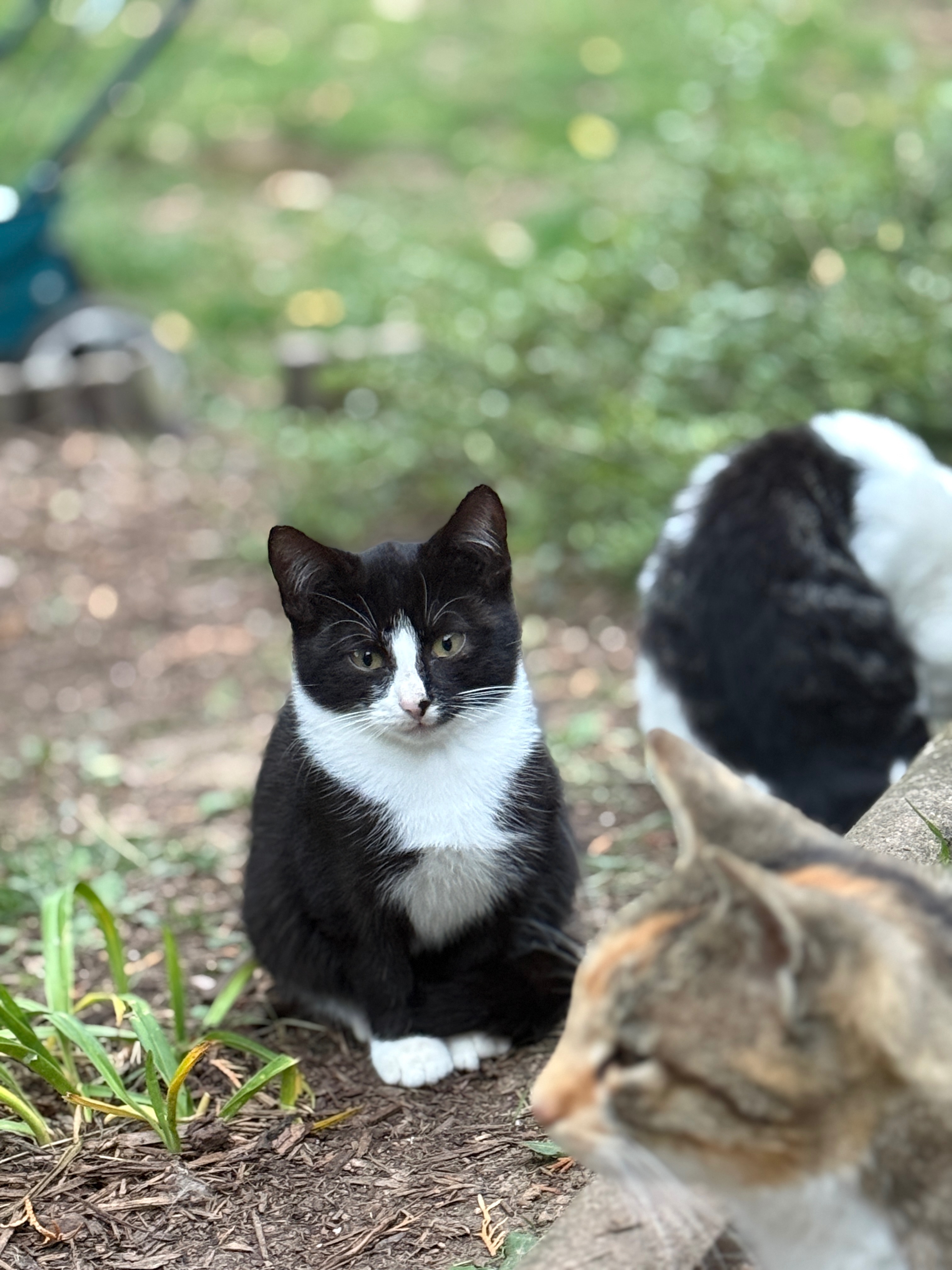 Kastration statt Katzenleid – helft uns, Leben zu retten campaign photo, 2 of 7