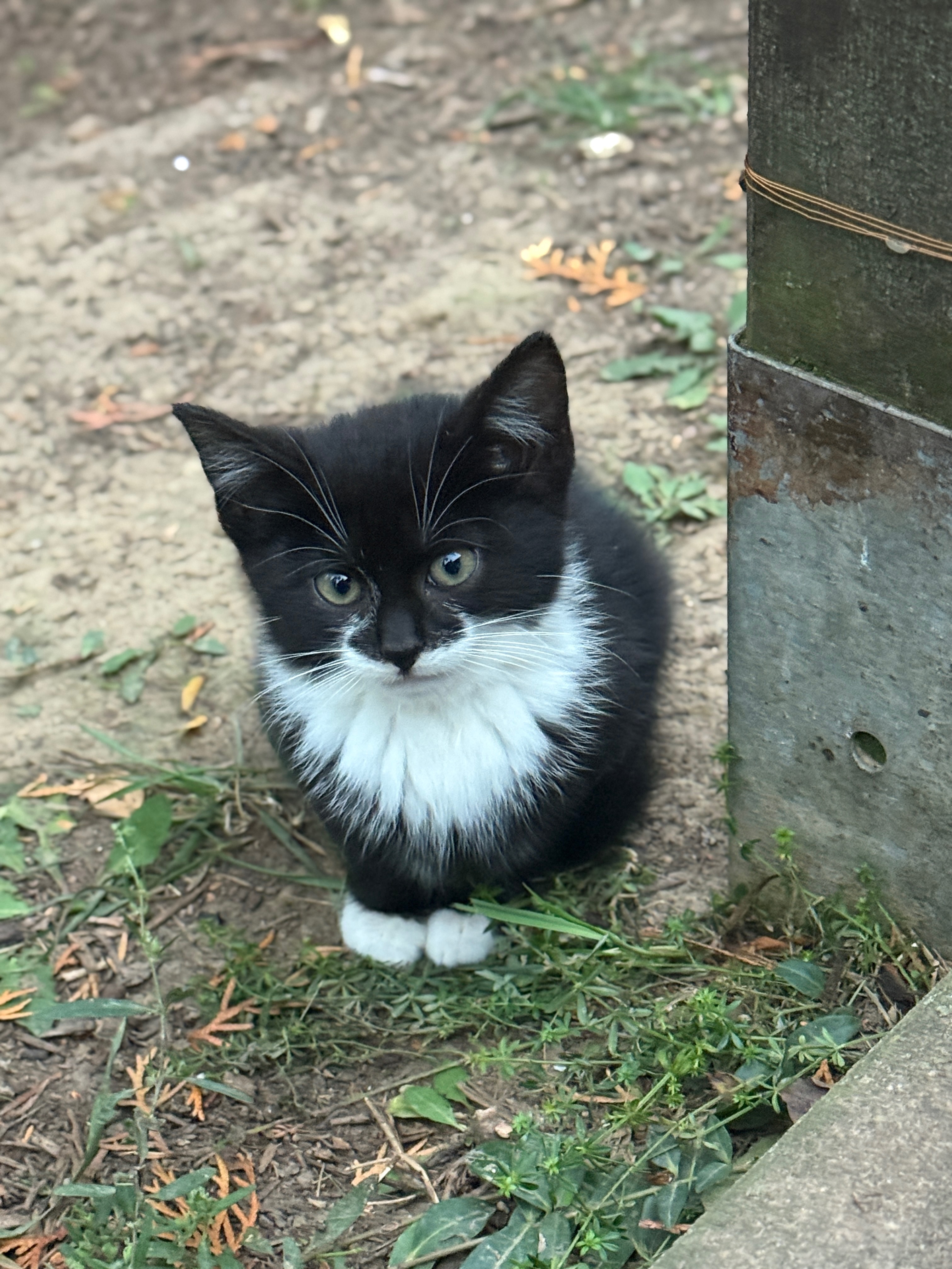 Kastration statt Katzenleid – helft uns, Leben zu retten campaign photo, 4 of 7