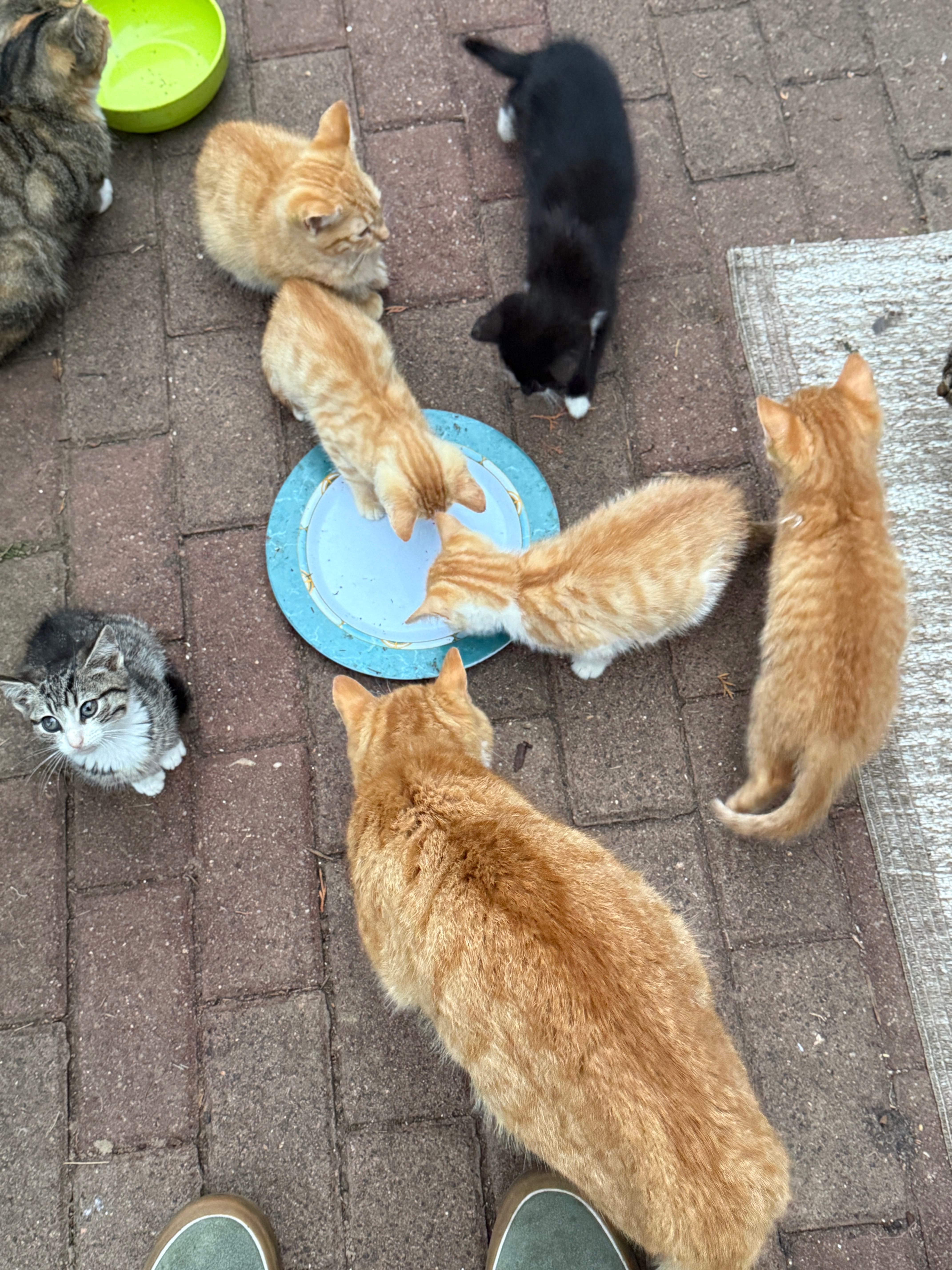 Kastration statt Katzenleid – helft uns, Leben zu retten campaign photo, 5 of 7
