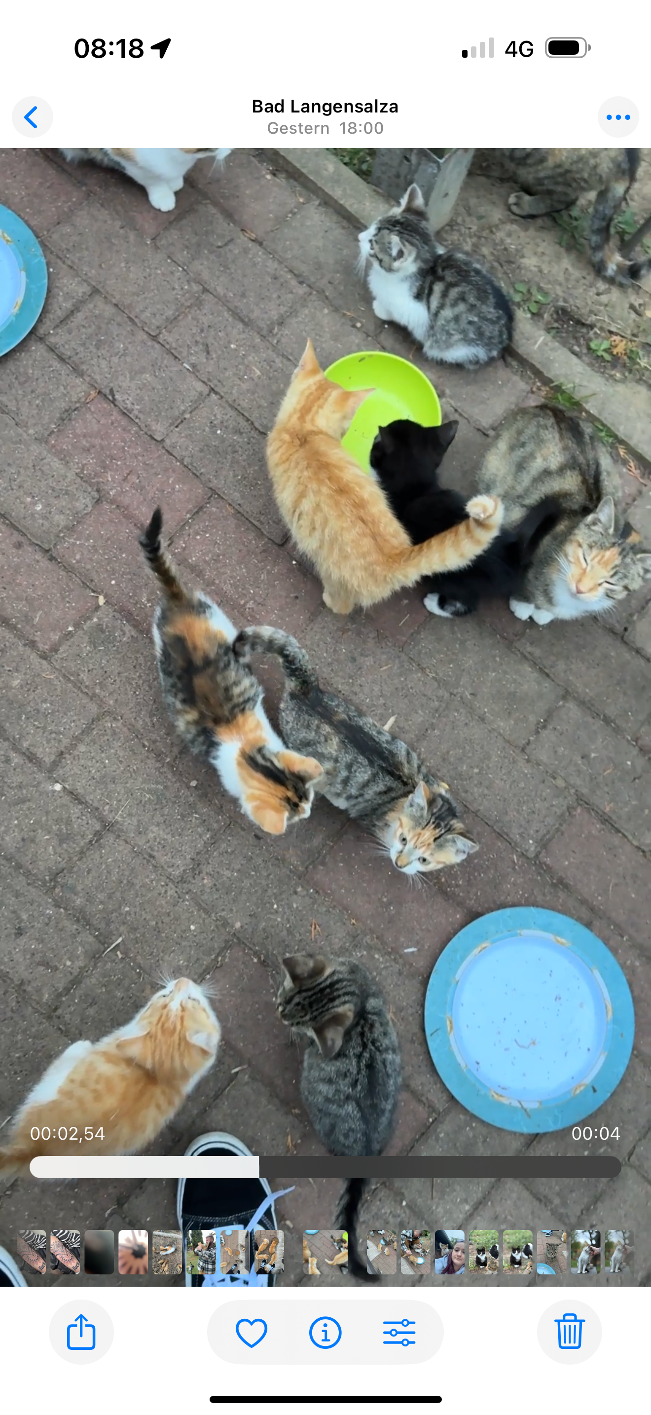 Kastration statt Katzenleid – helft uns, Leben zu retten campaign photo, 6 of 7