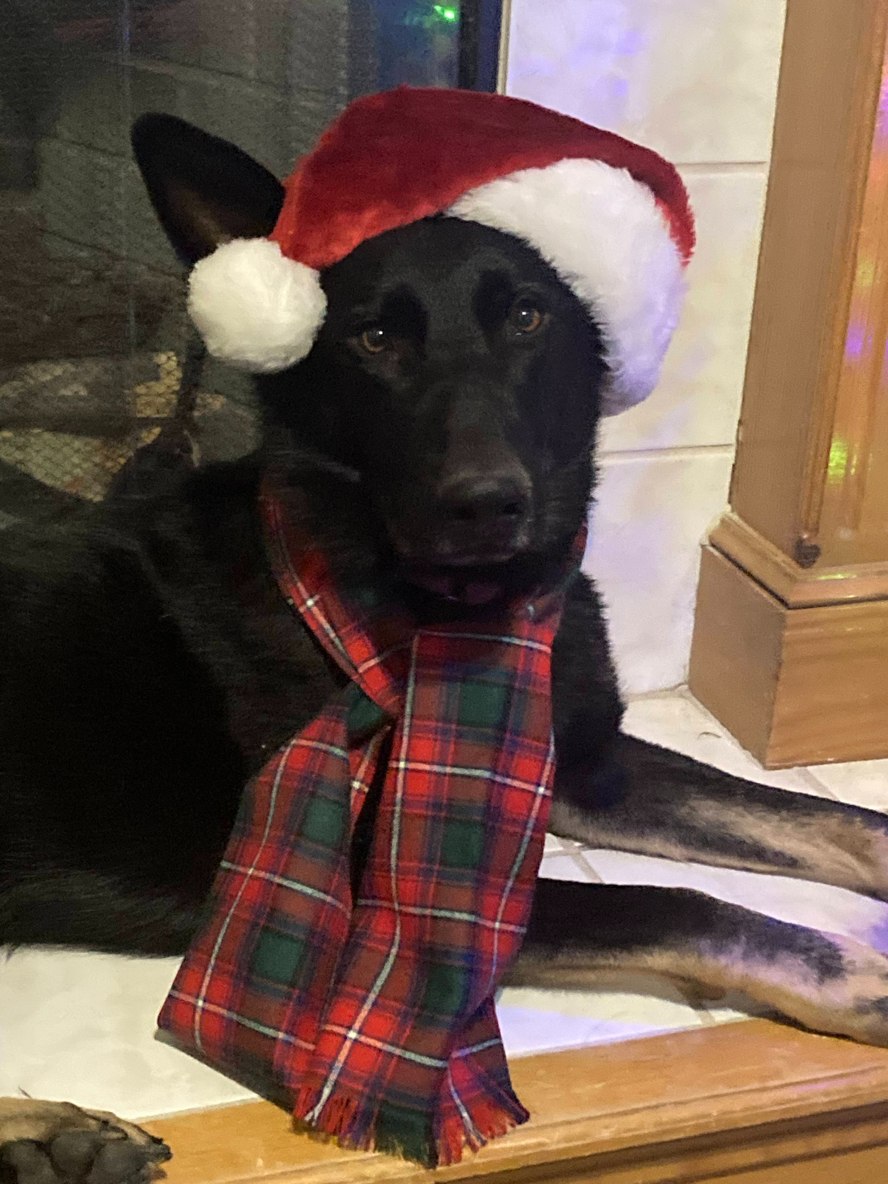 Roscoe the Shepherd — Diagnosis: Addison’s campaign photo, 7 of 7